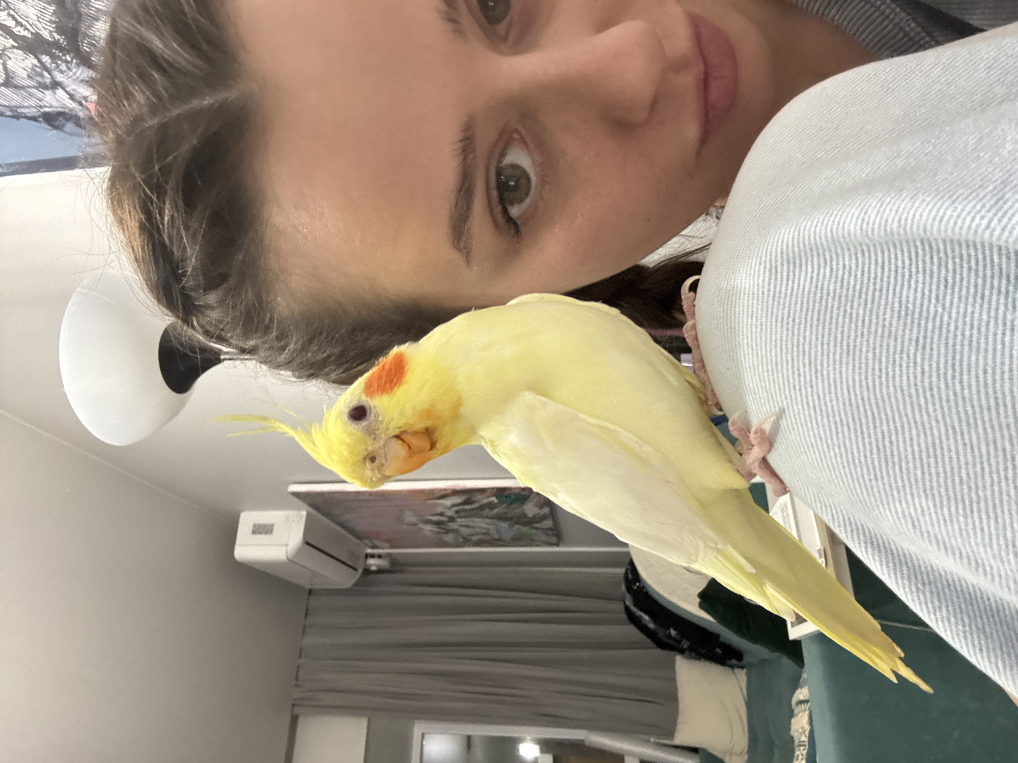The image, rotated 90 degrees clockwise, captures a close-up of a woman with a cockatiel in an indoor setting. The woman's head and upper torso are visible on the left, with her dark hair pulled back. She has dark eyes and appears to be looking directly at the camera with a neutral expression. Her lips are slightly parted.
A light yellow cockatiel with prominent orange cheek patches and a small yellow crest is perched on what appears to be the woman's shoulder or upper arm. Its back is towards the viewer, and its head is tilted downwards relative to its own body, suggesting it is looking at something below the frame or resting. Its pink feet are visible gripping light blue and white striped fabric, which is likely part of the woman's clothing, possibly a shirt or jacket.
In the background, behind the woman's head, a white, possibly spherical, object is visible. Further back on the wall, a white air conditioning unit is mounted, and below it, a framed picture or piece of artwork hangs. Parts of furniture, possibly a bed or sofa, in shades of teal and dark green, can be seen in the lower right portion of the frame. The lighting suggests an indoor environment, likely illuminated by artificial light. There is no visible text in the image. The scene depicts a quiet moment of companionship between the woman and her pet bird.