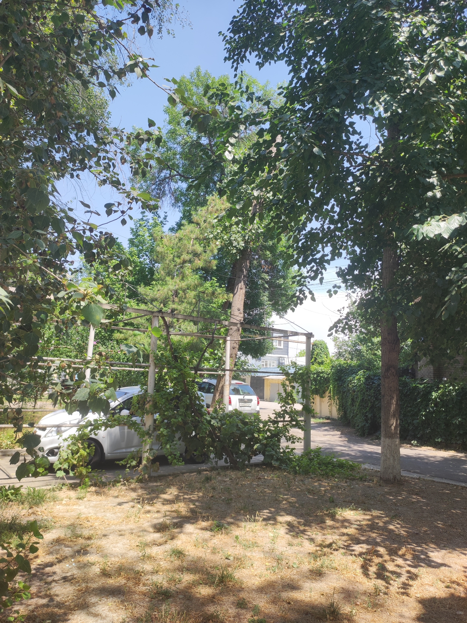 This image captures a sun-drenched street scene in Tashkent, Uzbekistan, likely in a residential area. The foreground features dry, patchy grass with scattered fallen leaves and prominent dappled sunlight filtering through overhead trees, casting intricate shadows. A white car is parked partially visible on the left, suggesting an urban setting. Behind it, a wire and post structure, possibly a trellis or part of a fence, is overgrown with green vines, adding a touch of natural encroachment. Further back, another white car is parked and a paved path or road is visible, lined with dense green bushes and trees. A building with a light-colored facade and windows can be seen in the background, partially obscured by foliage. The overall atmosphere is one of a warm, possibly summer day, with lush greenery contrasting with the dry ground.