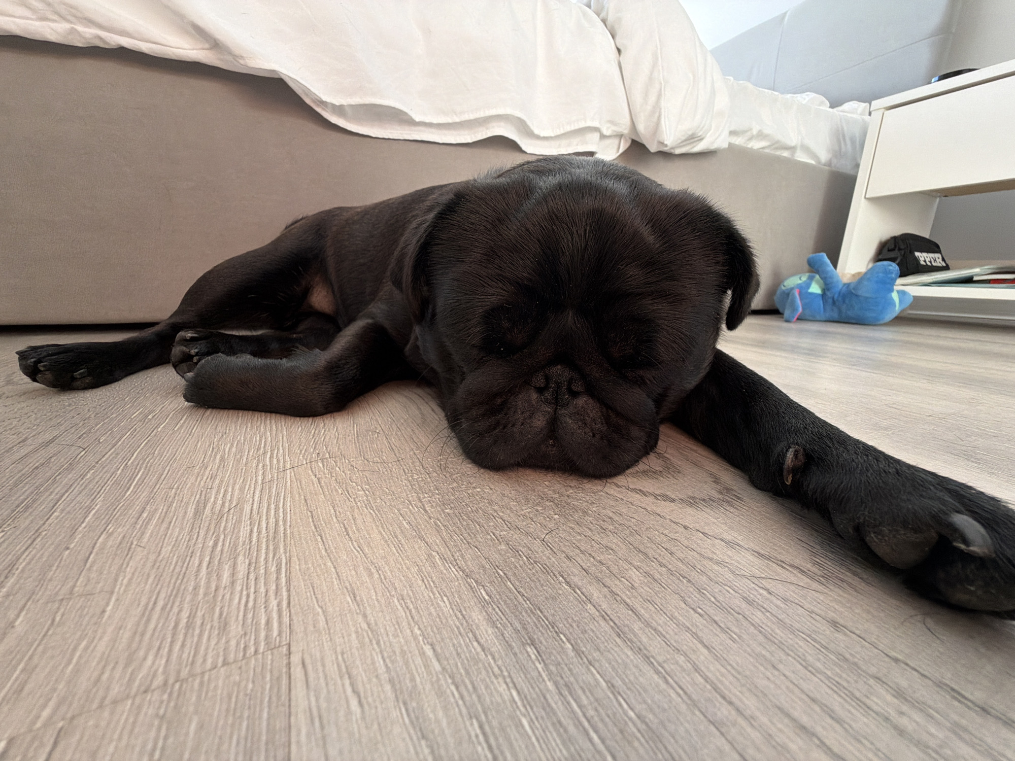 A black pug dog is lying on a light-colored wooden floor, with its head resting on the floor. The dog is mostly black with some lighter tan markings around its muzzle. Behind the dog is a bed with a grey headboard and white bedding. To the right of the dog is a white nightstand with a blue stuffed toy lying on its side on the floor next to it. A black hat with white lettering is visible on one of the shelves of the nightstand. The lighting is bright, suggesting an indoor setting. The image does not contain information that allows for the determination of its location within the city of Sirius, Russia.