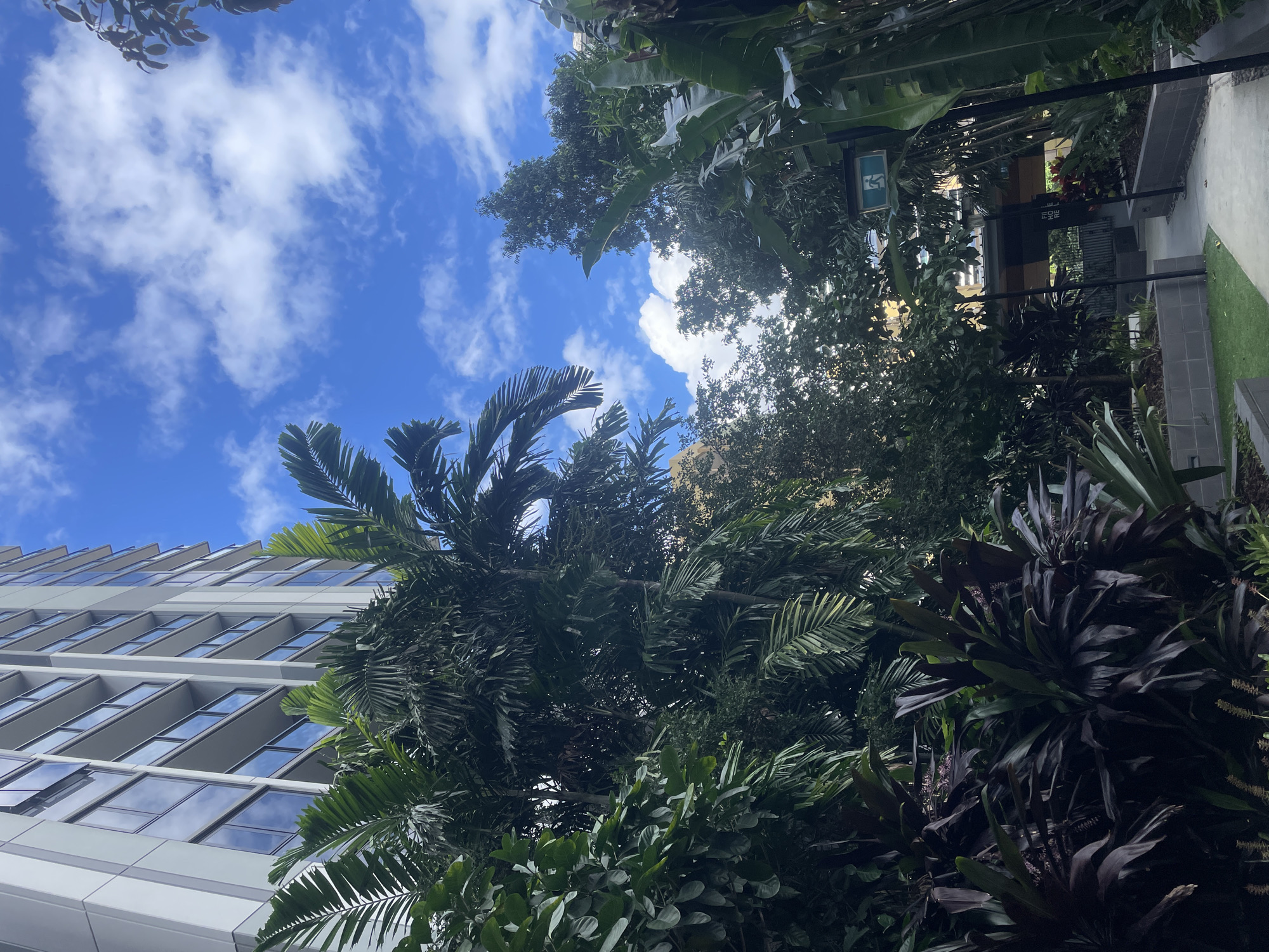 The image shows a view looking upwards towards a modern high-rise building, partially obscured by lush tropical vegetation. In the foreground, dark purple foliage plants are prominent, with large palm fronds and other green leaves overhead. The building, likely residential or commercial, features a facade with multiple floors of windows and balconies, appearing light in color. The sky above is a bright blue with scattered white clouds.
To the right, a paved walkway leads into an area with more greenery and a covered structure. A green exit sign with a running figure is visible on a pole amidst the trees, indicating an emergency exit route. The overall environment suggests a well-maintained urban space, possibly a courtyard or garden area within a city.
While the image does not contain explicit markers of its exact location, the combination of tropical foliage and modern high-rise architecture is common in many urban centers in Queensland, Australia. Specifically, the style of the building and the prevalence of tropical landscaping are highly characteristic of Brisbane. The "FILHG RE" text visible on a sign in the background could be part of an address or building name, but without further context, it is unidentifiable. There are no people visible in the image.