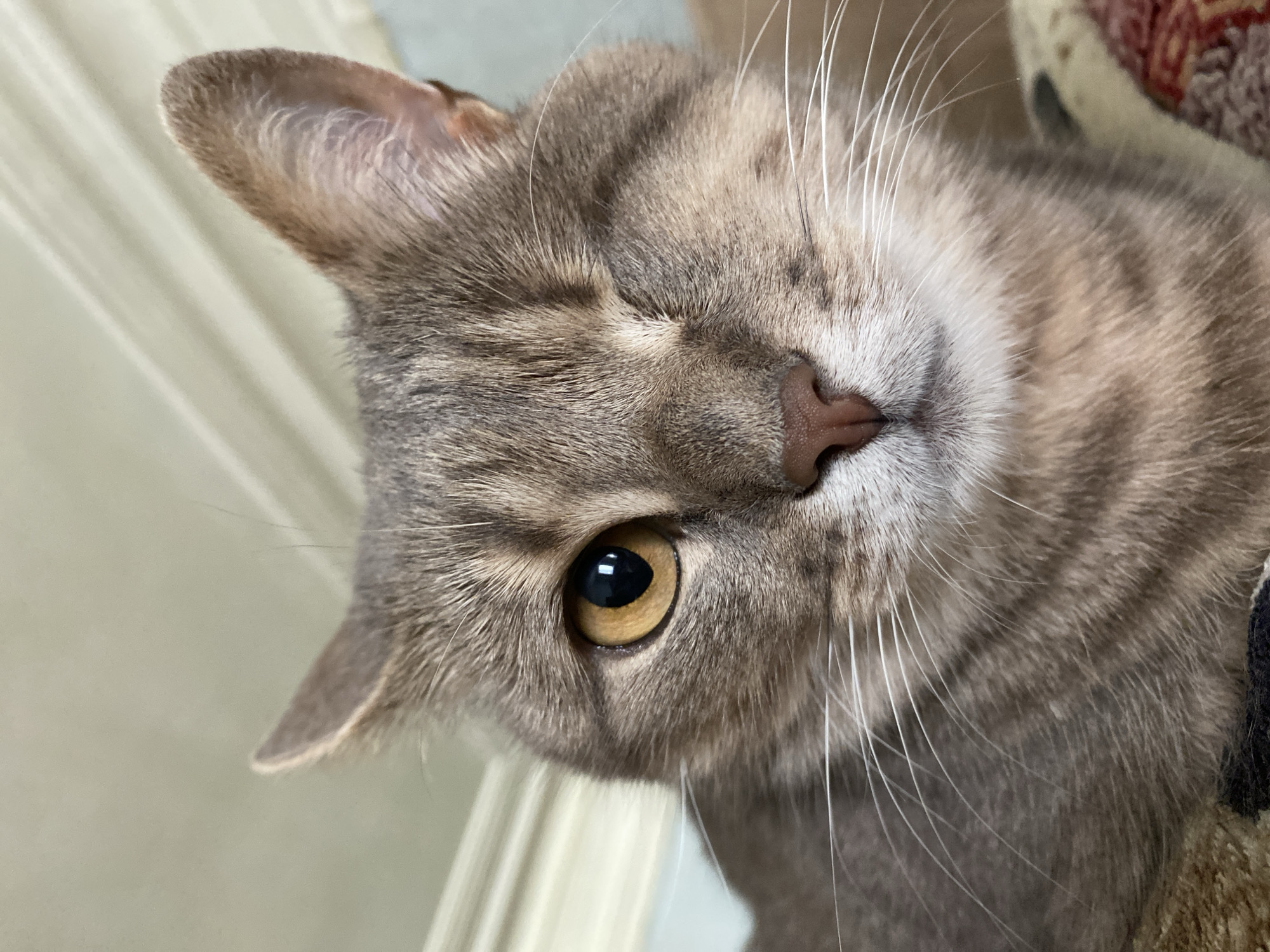 A close-up, eye-level, head-and-shoulders shot captures a tabby cat with a missing left eye. The cat's right eye, a golden-brown iris with a black pupil, is wide open and stares directly at the camera. Its left eye is closed, giving the impression of a wink. The cat has gray and brown fur with characteristic tabby stripes across its face, ears, and body. Its nose is pinkish-brown, and white whiskers fan out from its muzzle. The background consists of a softly blurred beige wall with horizontal molding details, suggesting an indoor setting, possibly a home. The cat is resting on a surface with a textured, patterned fabric, parts of which are visible at the bottom of the frame. The lighting is soft and diffused, highlighting the cat's features.