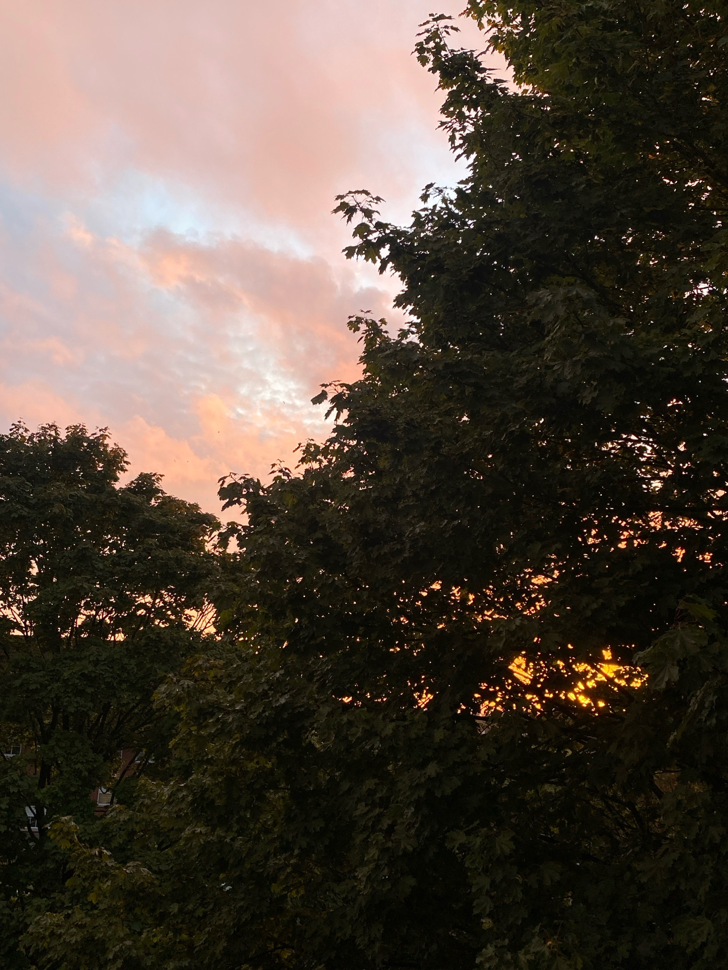 The image depicts a sunset seen through the dense foliage of trees in Rinteln, Germany. The sky is a blend of soft pinks and oranges, with scattered clouds. The foreground is dominated by the dark green leaves of the trees, which partially obscure the sky and reveal glimpses of the setting sun's golden light filtering through. No people or specific landmarks of Rinteln are clearly identifiable. The scene is one of natural beauty at dusk.