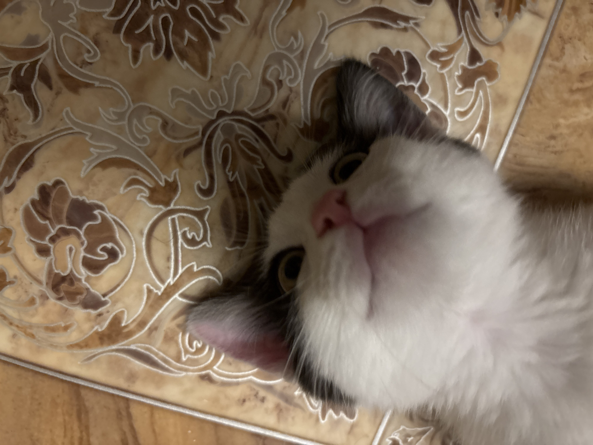 The image shows a close-up, high-angle shot of a calico kitten lying on a patterned floor. The kitten's face is the primary subject, with its head tilted back and its eyes looking upwards and slightly to the left. Its nose is pink and its mouth is slightly open, revealing a hint of teeth. The kitten has black and white fur, with black markings on its head and ears. The floor appears to be tiled with a beige and brown floral pattern. The image is taken from a perspective that suggests the photographer is looking down at the kitten. The location in the city of Смалявічы, Belarus, is not discernible from the image itself.