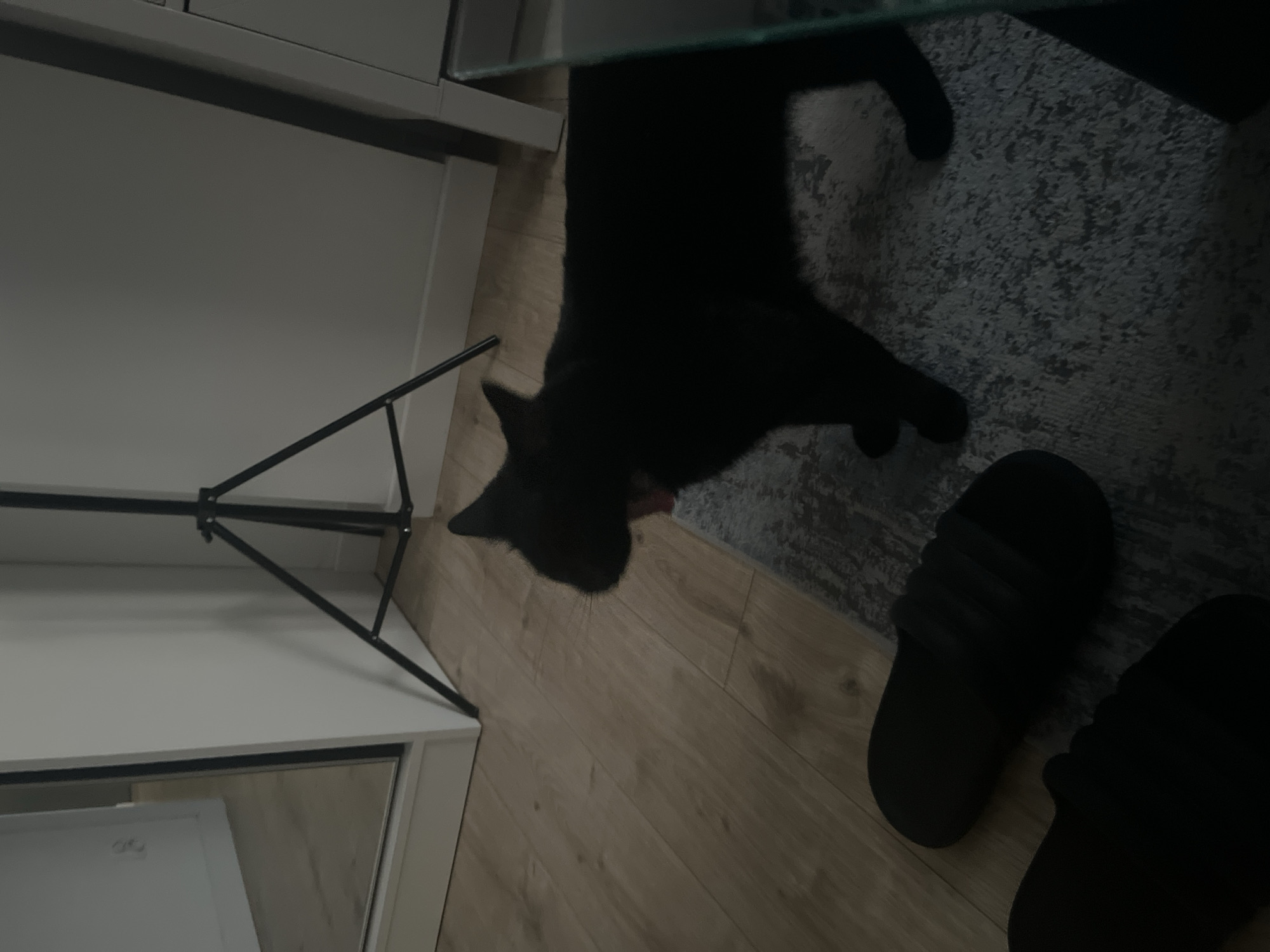 The image depicts an indoor scene, likely an apartment, with a black cat in the foreground yawning. The cat is standing on a textured rug. To the left, on the wooden floor, are a pair of black slides. In the background, a portion of a white closet with a mirrored door is visible, reflecting the room. A black tripod is positioned behind the cat. The environment suggests a domestic setting, possibly in Pruszcz Gdański, Poland, though no specific landmarks confirm this location. The lighting is dim, contributing to the overall shadow and silhouette effect, especially on the cat.