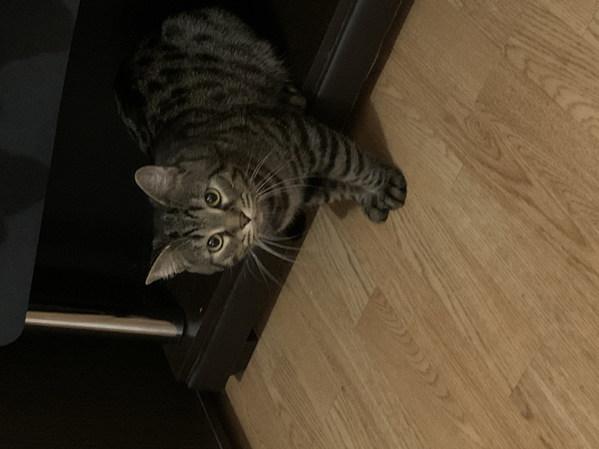 A tabby cat lies on a light-colored wooden floor, looking up at the camera. Part of a dark-colored object, possibly furniture, is visible to the left of the cat. The scene appears to be indoors.