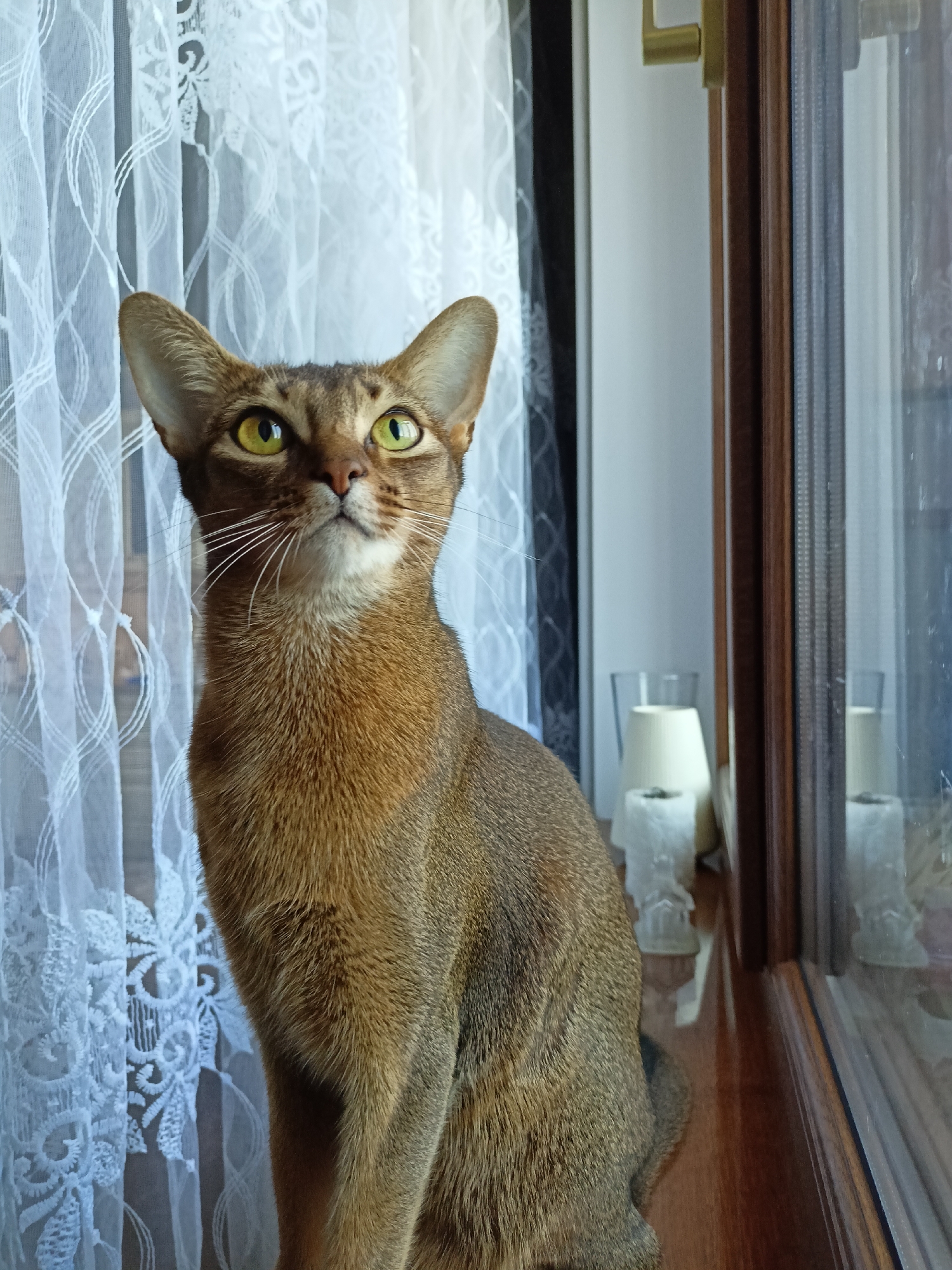 An Abyssinian cat sits on a wooden windowsill, looking upwards and to the left. The cat has large, pointed ears, green eyes, and a ticked coat of reddish-brown fur. It is positioned in front of a white lace curtain. To the right of the cat is a wooden window frame and glass. Reflections are visible in the glass, showing what appears to be two clear glasses and a white cylindrical object. The scene is indoors, likely in a residential setting. There is no indication of the cat's location within the city of Volgodonsk, Russia.
