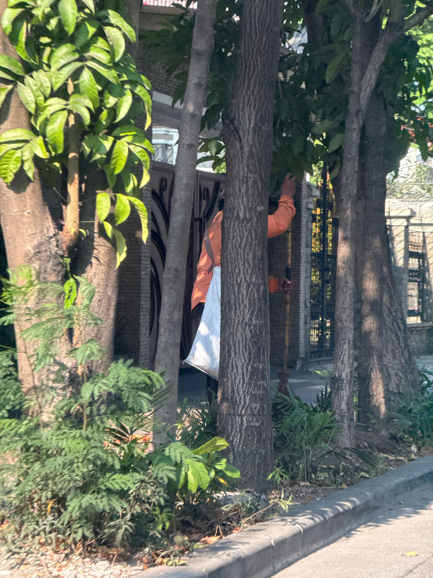 The image shows a person in an orange shirt and a white bag, partially obscured by trees and foliage. The person appears to be holding a broom or similar tool. In the background, a gate with a wrought iron design and a brick wall are visible, suggesting a residential or private property. The setting is outdoors, with sunlight filtering through the leaves of the trees, casting shadows on the ground. The overall scene suggests a residential area in Surabaya, Indonesia, possibly near a street, indicated by the curb and asphalt in the foreground.