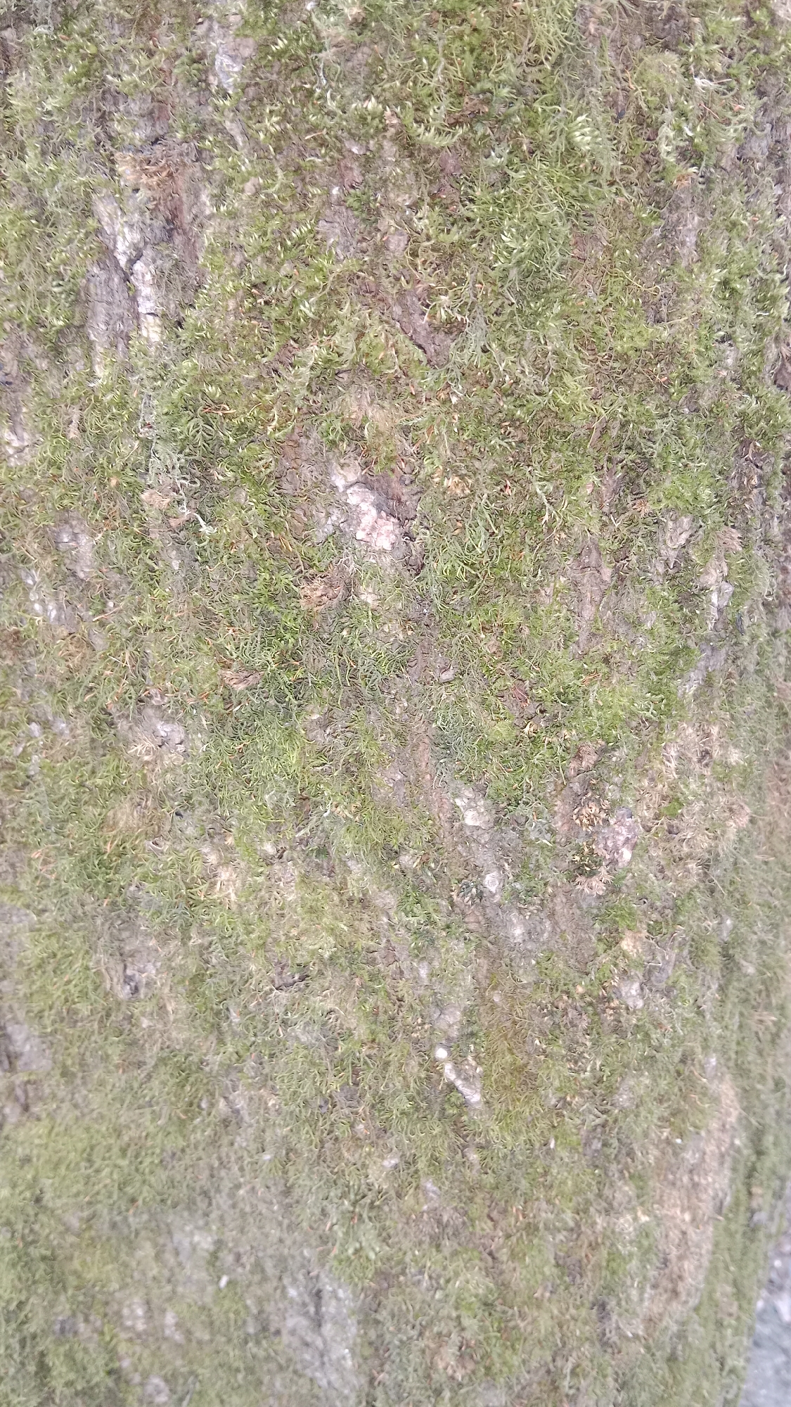 The image shows a close-up view of tree bark covered in moss. The moss is primarily green with some areas appearing brownish, indicating perhaps older or drier patches. The texture of the bark is rough and uneven, with visible cracks and crevices. The moss is densely packed, obscuring much of the underlying bark. It is not possible to provide information about Moscow, Russia.