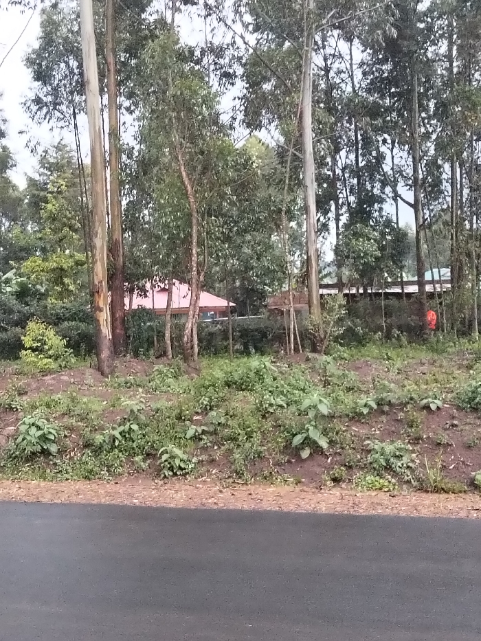 The image depicts a static outdoor scene in Nyansiongo ward, Kenya. In the immediate foreground, a dark grey asphalt road occupies the lower portion of the frame. Above the road, a dirt embankment covered with sparse green vegetation, including broad-leafed plants and grasses, rises slightly. The midground is dominated by a dense stand of tall, slender trees, primarily identified as Eucalyptus, with varying shades of brown and grey trunks and dense green foliage. Partially visible through these trees are two structures. To the left, a building with a distinctive reddish-orange pitched roof is discernible. To the right and further back, another structure with a lighter-colored roof is partially obscured by foliage. An orange object, possibly a container or fabric, is visible among the dense greenery on the far right side of the midground. The background consists of more dense tree canopy under an overcast, light grey sky. No individuals or specific actions are observed.