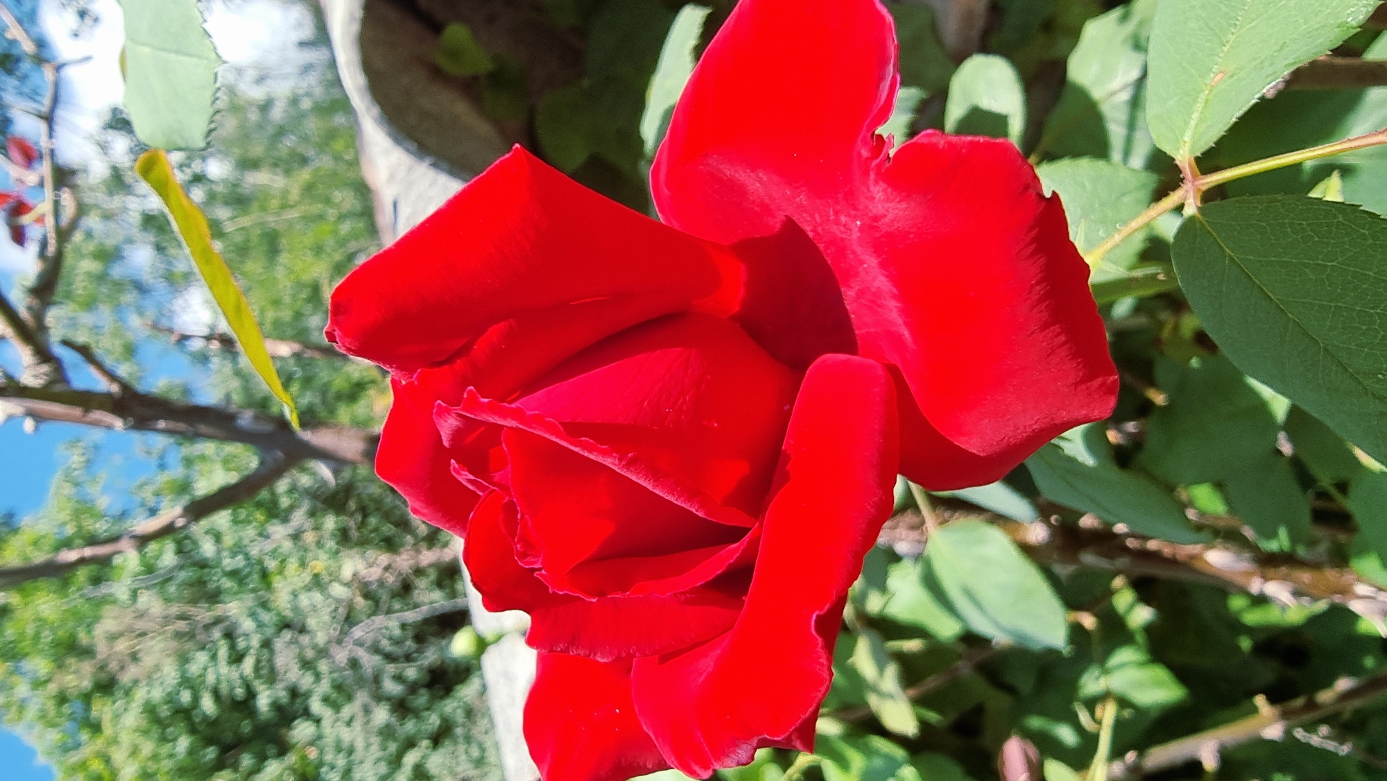 A close-up, eye-level, vertical shot captures a vibrant red rose in bloom. The rose is the primary subject, occupying the majority of the frame with its velvety petals unfurling. Sunlight illuminates the rose, casting subtle shadows and highlighting its rich color. The background is softly blurred, revealing hints of green foliage, branches of a tree, and a bright blue sky, suggesting an outdoor setting, likely a garden. The rose is positioned in the foreground, with its stem and leaves visible below. The overall impression is one of natural beauty and delicate detail. The image does not contain any people or specific identifiable landmarks that would pinpoint a location within Camprodon, Spain.