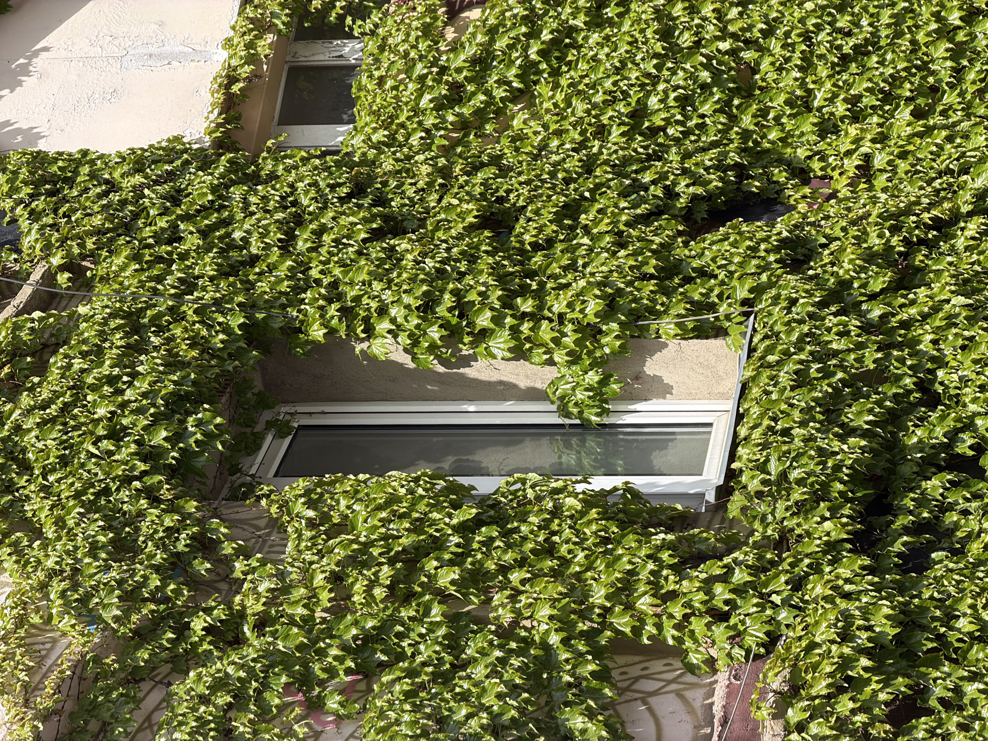 The image shows a section of a building exterior, heavily overgrown with ivy. Two windows are visible, with the ivy covering much of the wall surface. The building has a pale, stucco-like finish where visible. The location is likely Tbilisi, Georgia, based on building style and vegetation. No people are visible.
