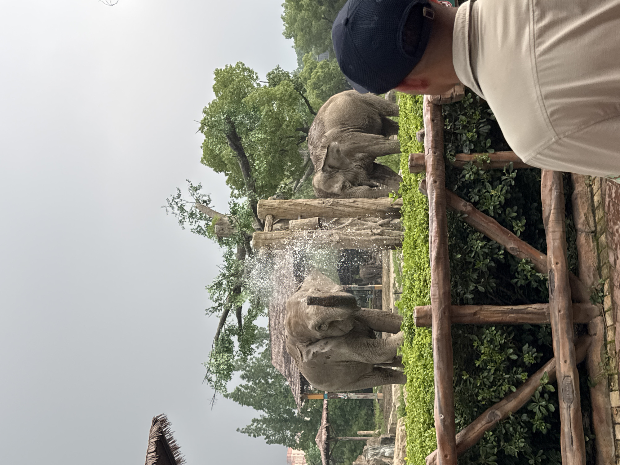 In Pudong, China, at what appears to be a zoo enclosure, two elephants are visible. One elephant in the foreground is spraying water from its trunk. A second elephant is to its right, also with water on its back, suggesting it is also being sprayed or is in the vicinity of the water. In the background, there are trees, a rustic-style building with a thatched roof, and a fence. A person wearing a light-colored shirt and a dark baseball cap is in the foreground, facing away from the camera and observing the elephants. The environment appears to be overcast or hazy.