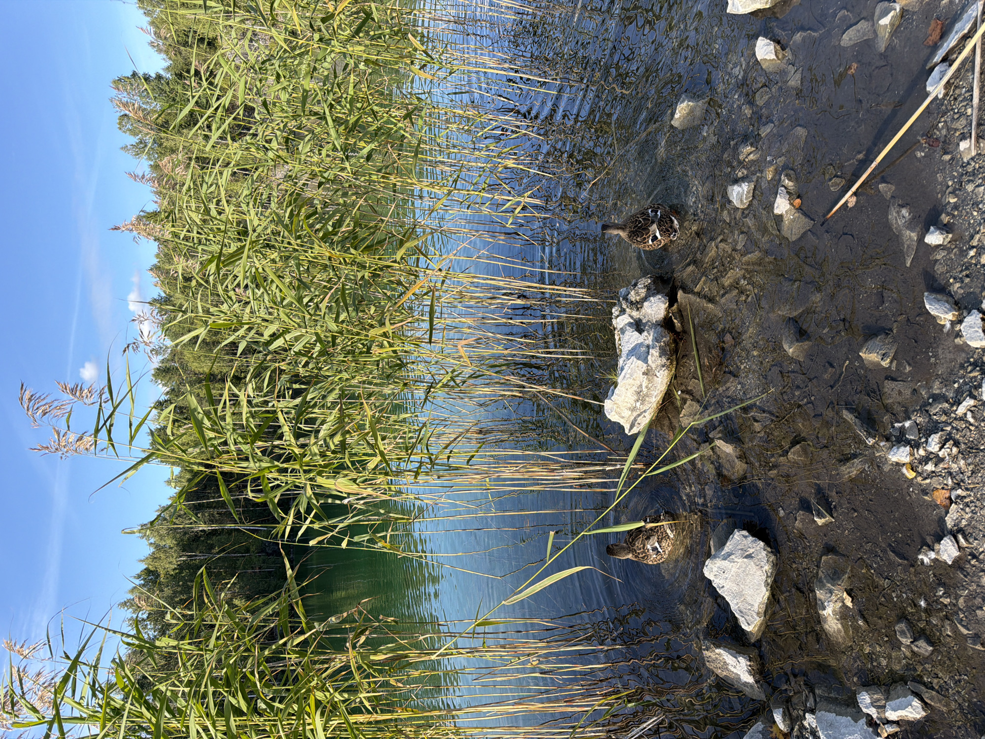 A tranquil scene unfolds at the edge of a clear, deep green lake, its surface gently rippled by a light breeze. Tall, reedy grasses dominate the foreground, their slender stalks and feathery tops swaying slightly and creating a natural curtain that partially obscures the water beyond. The lake water itself is a vibrant emerald, reflecting the clear blue sky dotted with a few wispy white clouds. A dense forest of trees with lush green foliage forms the backdrop, their branches creating a textured line against the horizon. In the shallow, rocky shore, a few large, light-colored stones are scattered, some partially submerged in the water. Two ducks, their plumage a mixture of browns and whites, are visible. One duck is closer to the shore, its back to the viewer, partially hidden by the reeds. Another duck is further out in the water, also with its back to the viewer, its head turned slightly. The overall impression is one of natural beauty and peaceful seclusion.