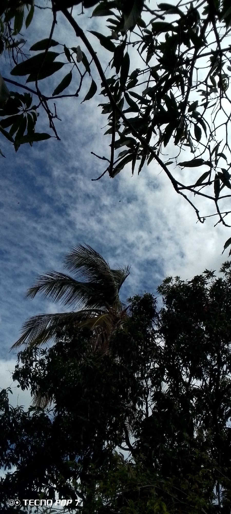 The image captures a view of the sky through the branches of trees and foliage, with a palm tree prominently featured in the lower left. The sky is a bright blue, streaked with wispy white clouds. The trees in the foreground are dark silhouettes, obscuring much of their detail, though some leaves and branches are visible. The palm tree's fronds are distinct, appearing to sway in the wind. The bottom of the image contains a watermark indicating "TECNO POP 7". The scene is an outdoor environment, likely a natural setting or a park within the city of Altagracia, Venezuela, given the presence of palm trees and lush vegetation under a tropical sky. There are no people or animals visible in the frame, and no specific actions are depicted. The overall impression is one of a breezy day with overcast skies.