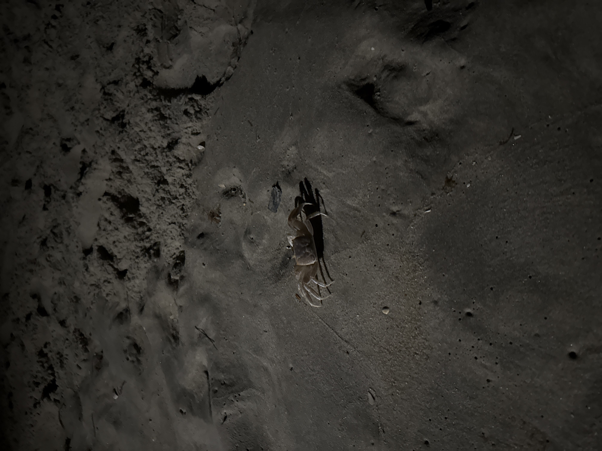 A ghost crab is on the sandy shore at night in Nags Head, North Carolina. The crab is light-colored and has visible legs. The sand is dark and textured, with some small indentations and ripples. The lighting suggests artificial light is illuminating the scene, casting shadows.