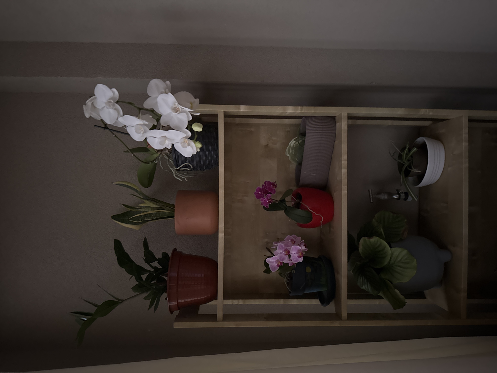 The image shows a light-colored wooden shelf attached to a beige wall. The shelf has multiple compartments, each holding potted plants. From left to right, the plants include a white orchid in a dark wicker basket, a snake plant in a terracotta pot, and a fern in a brown pot. The central compartments hold a plant in a gray pot, a pink orchid in a red pot, and another pink orchid in a dark green pot. The rightmost compartments contain a spider plant in a white pot, a water tap, and a calathea plant in a gray pot. The bottom of the image shows a section of what appears to be a curtain or fabric. There is no indication that this image was taken in Figueira da Foz, Portugal.