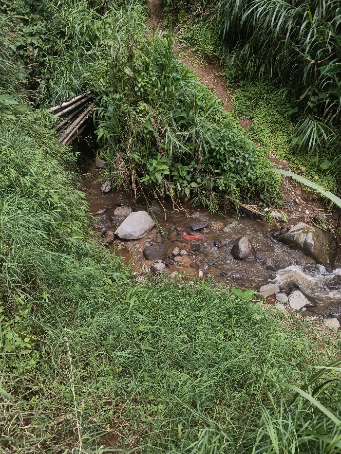 This image depicts a natural outdoor scene in Bình Hải, Vietnam, characterized by a narrow stream flowing through dense, verdant vegetation. The stream, approximately 1 to 2 meters wide, contains brownish water flowing from the upper left towards the lower right, interspersed with numerous rocks and pebbles. A small, red, irregular object, possibly plastic debris, is partially submerged in the water near the center. On the left bank, a crude, arched structure made of corrugated material, possibly sheet metal, extends over or into the stream, partially obscured by overgrown plants. Both banks are heavily vegetated with various types of green foliage, including tall grasses and broad-leafed plants. A narrow, unpaved dirt path is visible on the right bank, winding its way uphill through the dense greenery. No individuals or animals are present.