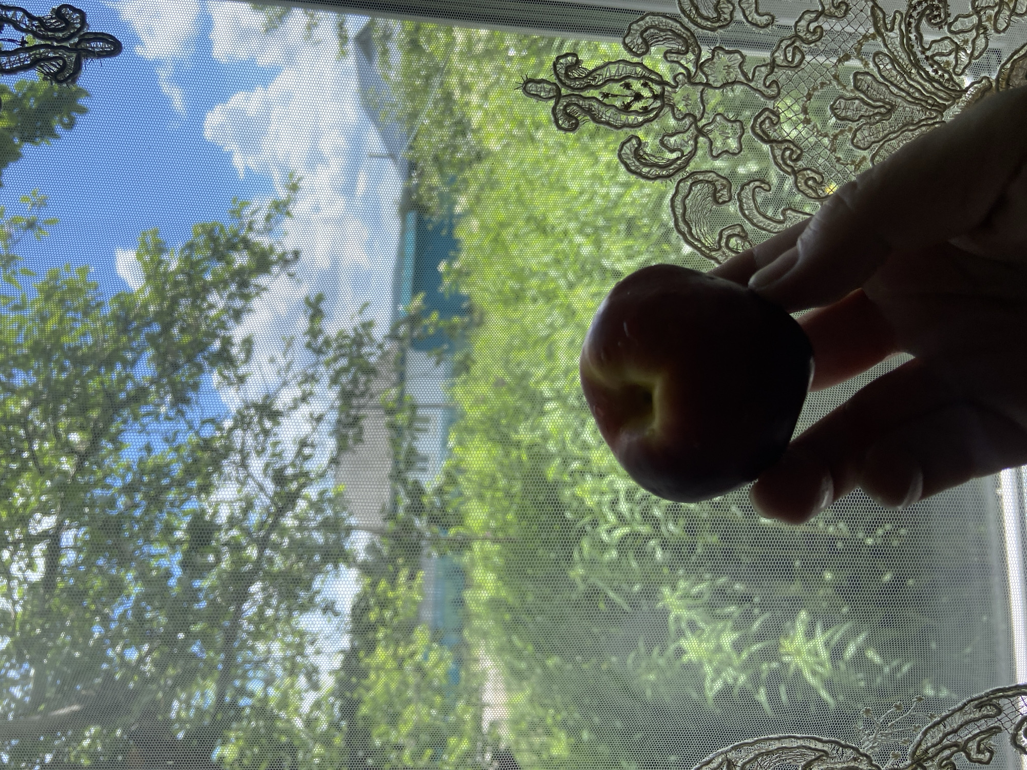 A hand holds a plum in front of a window with a screen. Outside the window, there is lush green foliage and a blue sky with white clouds. A white house with a light blue roof is visible in the background, situated in a rural area. Lace curtains with an ornate pattern adorn the right side of the window.