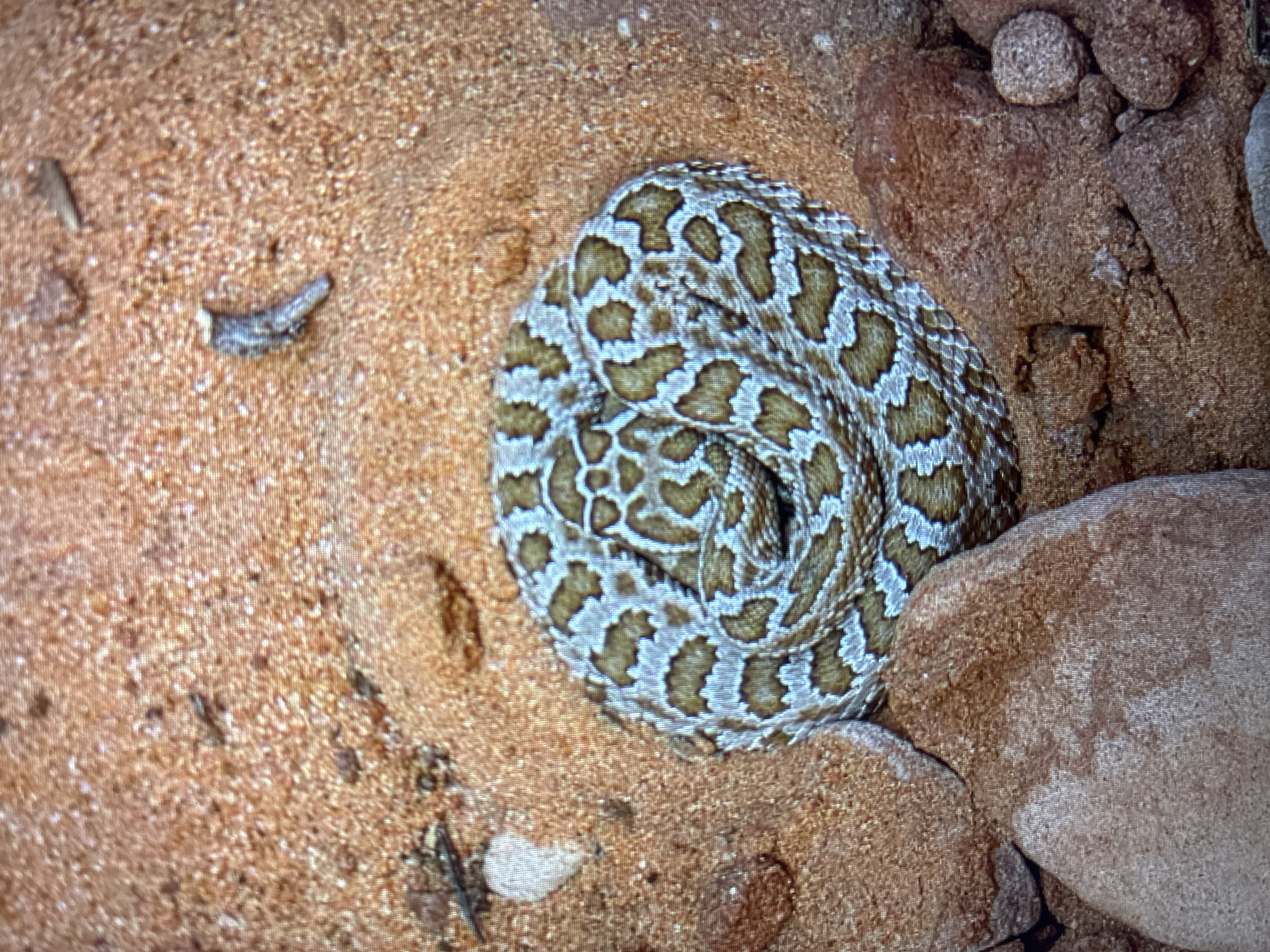The image displays a tightly coiled snake, likely a rattlesnake given its distinctive diamond-shaped pattern and morphology, resting on reddish-brown sand. The snake's scales exhibit an intricate pattern of light greyish-white and brown, forming a series of connected diamond or hourglass shapes along its body. Its head is tucked within the center of the coil.
The setting appears to be an arid environment, characterized by fine, reddish-brown sand covering the ground. Several larger, similarly colored rocks are positioned around the coiled snake, particularly to its right and bottom, suggesting a rocky and sandy habitat. Scattered across the sand are small pieces of debris, possibly dried plant matter or wood, particularly visible in the upper and lower left sections of the frame.
There is no discernible activity other than the snake resting in a coiled position. The lighting is even and soft, suggesting either natural light without strong direct sun or artificial illumination within an enclosure. Given the location context of Asenovgrad, Bulgaria, where rattlesnakes are not native, the scene most likely depicts an animal within a zoo, terrarium, or private collection rather than in its natural wild habitat. No human subjects or visible text are present in the media.