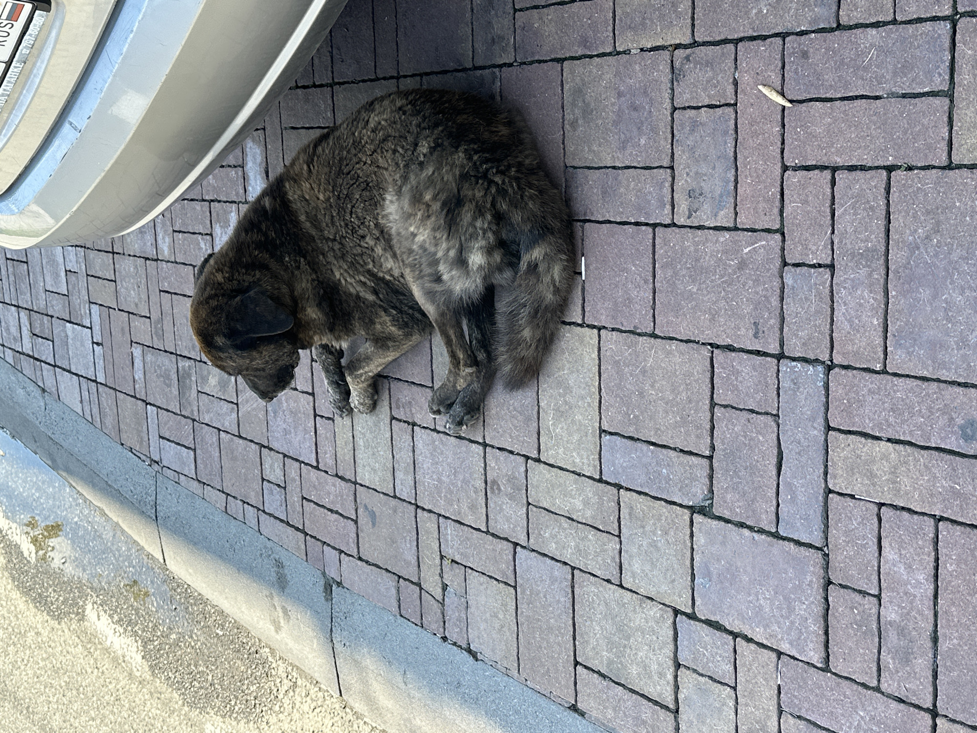 A brindle-colored dog is lying on a paved walkway near a silver car. The walkway is made of rectangular pavers in shades of brown and grey. To the left of the walkway, there is a strip of asphalt with some reflections of trees. The car's rear bumper and license plate are visible. The license plate is white with black lettering and a Russian flag sticker. The text on the license plate is partially obscured but appears to include "RUS". The scene is outdoors, suggesting a street or parking area in Sochi, Russia.