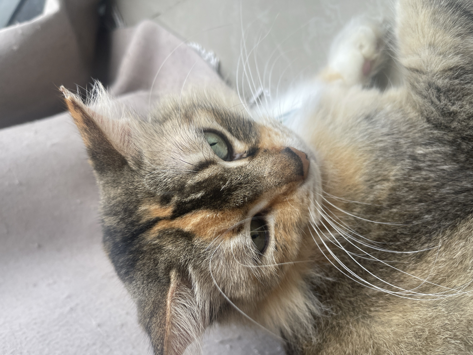 A close-up, vertical, eye-level shot shows a tortoiseshell cat with green eyes resting on a neutral-colored textured surface, possibly a blanket or upholstered furniture. The cat's fur displays a mix of gray, black, orange, and cream. Its left ear is slightly raised, revealing the interior. The background is blurred and out of focus. There are no people or other identifiable objects present in the scene. The location is Unknown, Unknown.