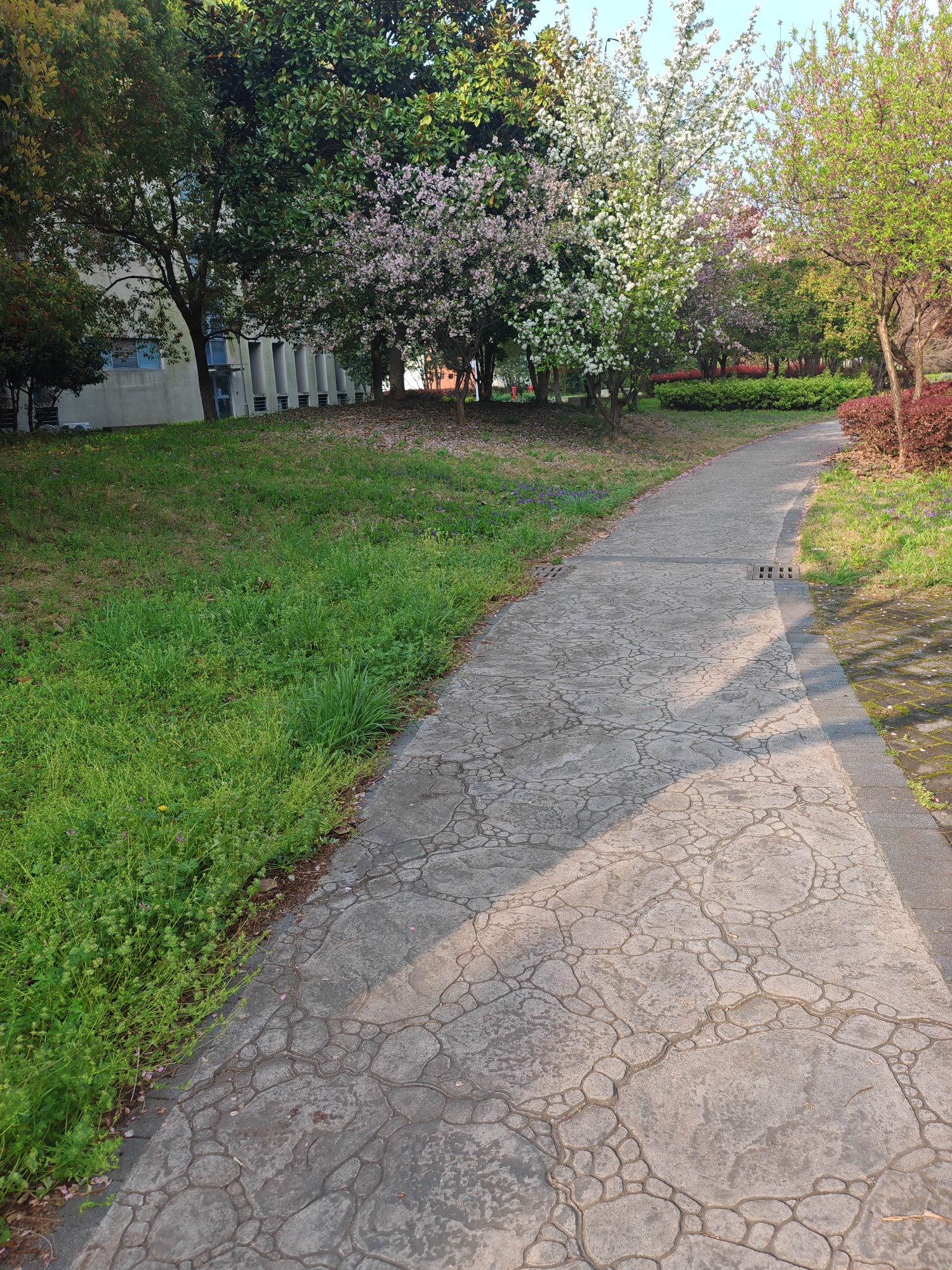 The image depicts a paved pathway in a park-like setting, possibly located in the Jiangning District, China, based on the presence of specific flora and architectural styles common to the region. The pathway is constructed of patterned concrete with a cell-like design. The left side of the path is bordered by a grassy area with various green plants and weeds, while the right side features a mixture of grass and small, ornamental shrubs. Trees are visible on both sides of the pathway, with some featuring flowering blossoms. A building with a series of vertical pillars and windows is visible in the background on the left. The scene is bathed in sunlight, creating shadows on the path. No people or animals are visible in the frame.