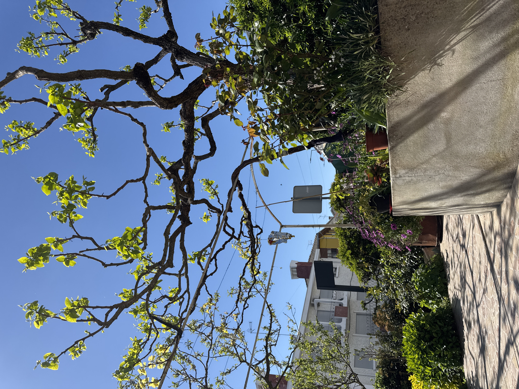 This image depicts an outdoor residential garden area under a clear, bright blue sky in Mirandela, Portugal, during daylight hours, likely in spring due to the new foliage. The scene is static, devoid of human presence or activity.
In the immediate foreground, a tiled patio surface with light-brown and cream geometric patterns is visible, covered partially by the shadows of overhead structures. To the right, a textured concrete retaining wall or planter box rises, displaying distinct linear shadows from unseen elements above.
The midground features a dense garden area with various green shrubs and flowering plants. Notable flora includes low-lying green bushes, taller dark green foliage, and patches of purple and white flowers. Towards the right, a terracotta pot holds a plant, and another large, rustic metal planter contains purple flowers. A prominent tree with gnarled, dark-brown branches and vibrant light-green new leaves extends across the upper frame, its foliage indicating early spring growth. Multiple thin wires or a trellis structure are strung across the upper midground, supporting some tree branches and having a small, metallic foil-wrapped object (possibly an ornament or a piece of debris) with a red top hanging from one. A small, light-colored object or tag displaying the text "Jeep" is faintly visible near the overhead wires and a grey pole.
The background reveals typical residential architecture. A multi-story white building with grey roller shutters on its windows, a balcony with an ornate railing, and a distinctive red brick chimney on a red-tiled roof is situated to the left. Part of a yellow building is visible behind and to the right of the white building. A television antenna is mounted on the roofline. Below the chimney, two street signs are visible: a blank, dark grey rectangular sign and a square grey sign with a black border. Strong sunlight from an unseen source casts sharp shadows throughout the scene, particularly on the concrete wall and patio.