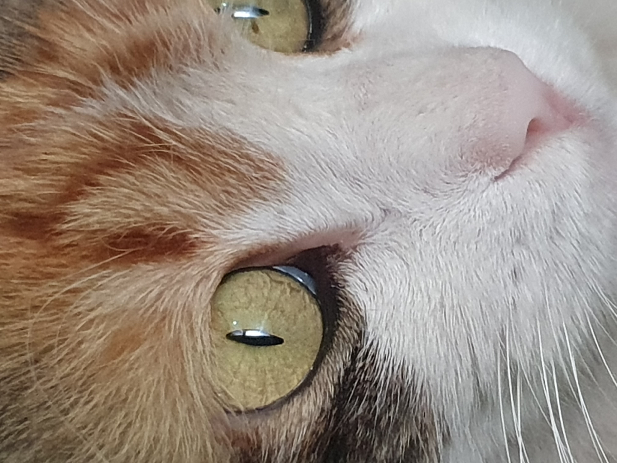This is a close-up, low-angle, extreme-macro photograph of a cat's face, focusing on its eye, nose, and surrounding fur. The cat has striking green-gold eyes with slit pupils, suggesting the photo may have been taken during daylight hours when light is brighter. The fur is a mix of orange, white, and dark brown or black, creating a calico or tortoiseshell pattern. The cat's pink nose is visible with delicate whiskers fanning out. The detail in the fur and the texture of the skin around the nose are prominent. The background is out of focus, emphasizing the sharpness and detail of the cat's features. The image conveys a sense of intimacy and close observation of the animal. There is no visible text or other contextual cues in the image. The location context of Shiraz, Iran, does not provide any specific visual information within the image itself.