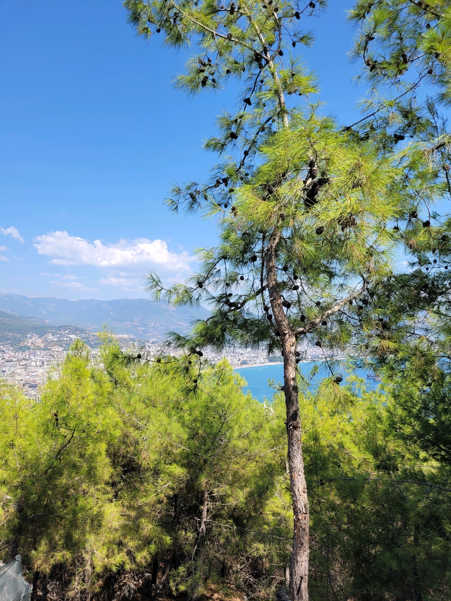 This is a vertical, eye-level, medium shot photograph taken from a hillside, looking down and out over the city of Alanya, Turkey. The foreground is dominated by a large pine tree with dense green needles and numerous brown pinecones. Its rough, textured bark is visible on its trunk, which is slightly off-center to the right. Behind this tree, more pine trees form a dense, green canopy.
In the middle ground, a panoramic view of Alanya unfolds. The city, with its white and beige buildings, stretches along the coastline. A bright blue sea borders the city, with a few boats visible on its surface, including what appears to be a freighter and a smaller pleasure craft. A beach is visible along the edge of the city.
The background features a range of hazy, blue-tinged mountains that recede into the distance. The sky above is a vibrant, clear blue, with a few scattered white clouds. The overall impression is one of a sunny day with a scenic vista of a coastal city nestled between mountains and sea, framed by the lush greenery of pine trees.