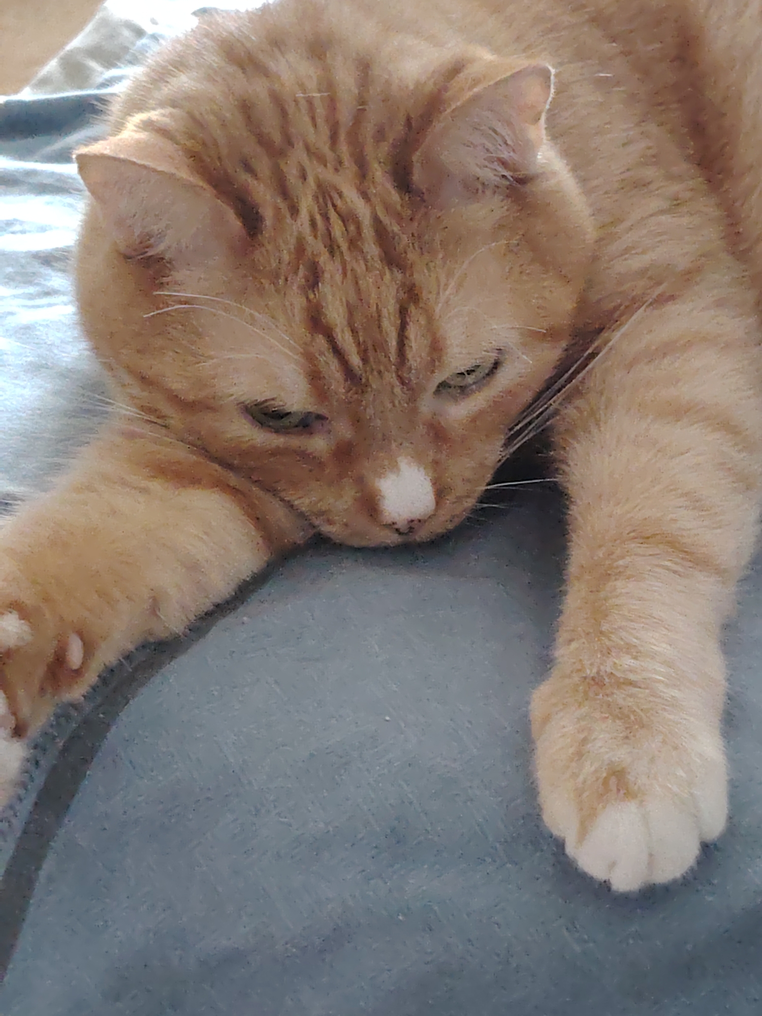 An orange tabby cat is lying on a blue blanket. The cat's head is bowed, and its eyes are partially closed. It has a white marking on its nose. The cat's front paws are extended in front of it. The blanket appears to be made of a textured fabric. The lighting in the image is soft and natural. The image is taken from a slightly elevated angle, looking down at the cat. There is no visible indication of the location within the city of Kyiv, Ukraine, as this is a close-up of a domestic animal.