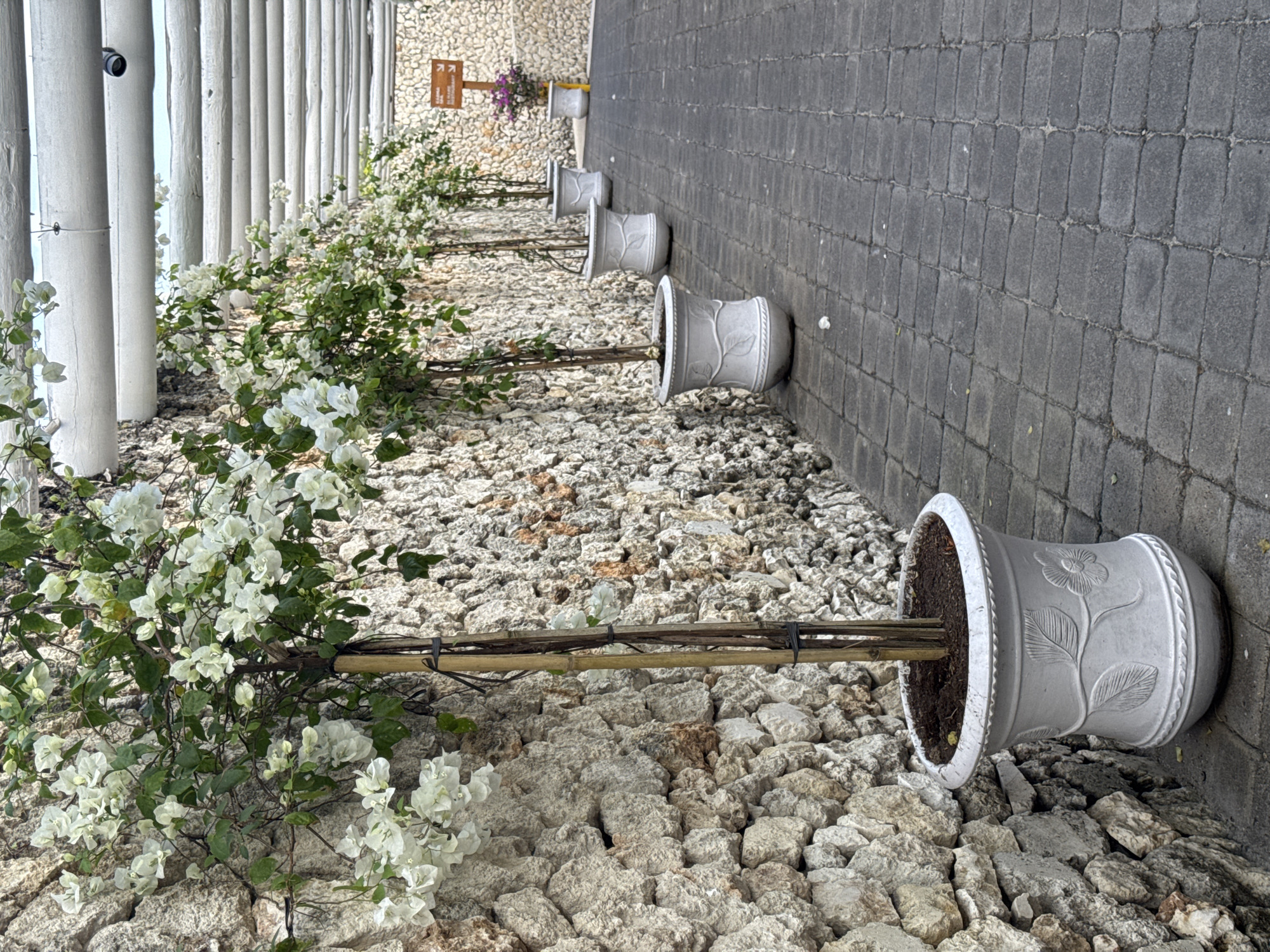 This image captures an outdoor pathway or garden feature, viewed from a slightly elevated perspective. The scene is bright, suggesting daytime conditions.
On the left side of the frame, a series of vertical white posts or pillars stand tall, forming a barrier or part of a structure. A small black security camera is mounted on one of these posts. White bougainvillea plants with vibrant green foliage are trained to grow along a horizontal support system made of bamboo-like sticks, secured with black ties. These plants are in full bloom, showcasing numerous white flowers that cascade over the ground.
The ground itself is covered in a textured, light-colored material, resembling gravel, crushed coral, or broken limestone.
On the right side of the pathway, a neat row of large, decorative planters in a light grey or white color is arranged. Each planter features intricate carved patterns of leaves and flowers. These pots contain young trees or shrubs, also supported by bamboo stakes that extend horizontally. The planters are positioned against a dark grey wall constructed from rectangular paving stones or bricks.
In the background, beyond the row of planters and plants, a rough, light-colored stone wall is visible. A small wooden directional sign is mounted on this wall, featuring a right-pointing arrow and text that appears to indicate "Lantai 2" (Second Floor) in Indonesian, suggesting a multi-level location. Near this sign, another planter with purple flowers can be seen.
The overall impression is one of a well-maintained, aesthetically pleasing outdoor space, typical of a resort, hotel, or public garden in a tropical or warm climate like Kuta Selatan, Indonesia.