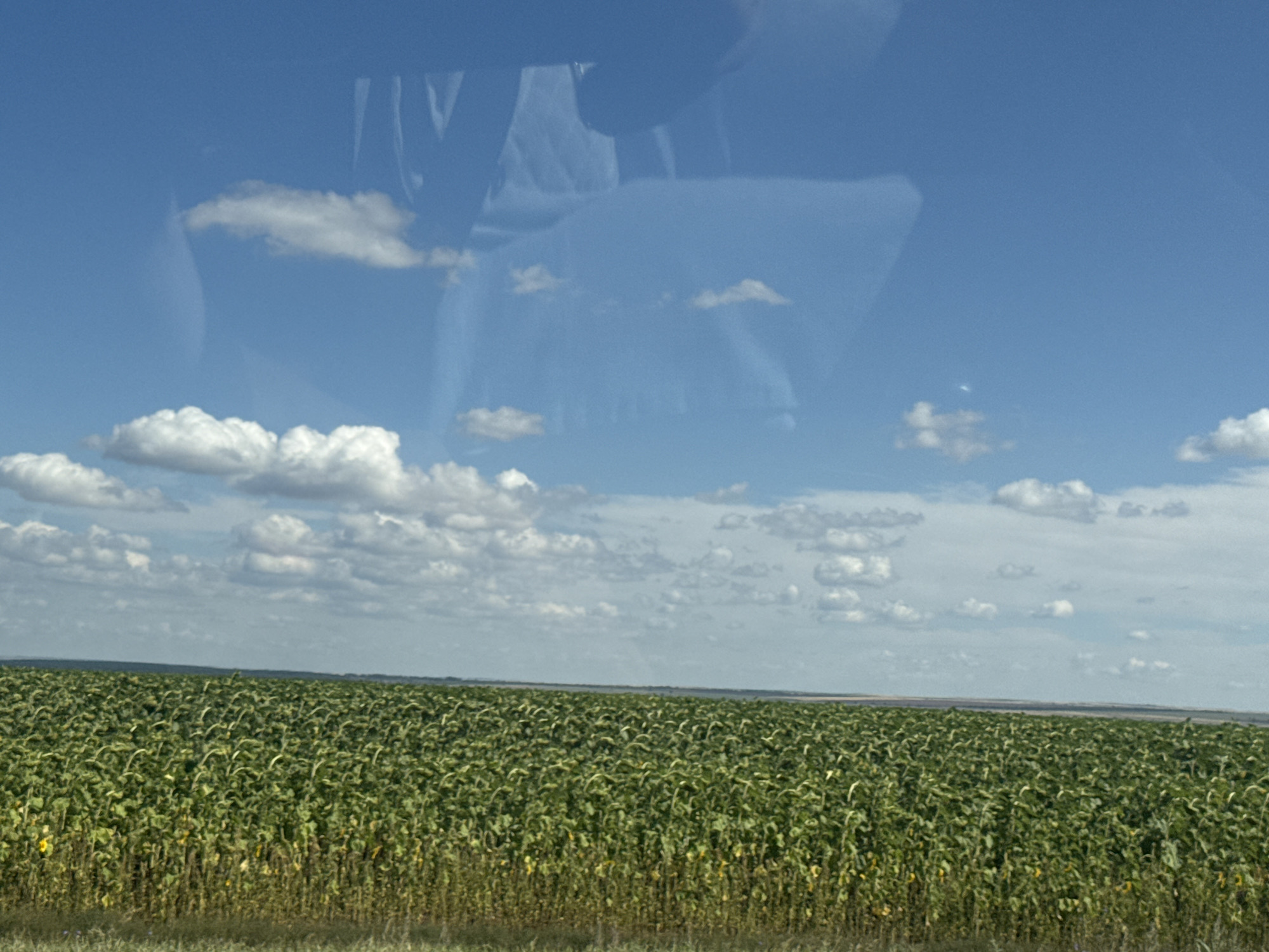 The image depicts a vast, green field of sunflowers under a bright blue sky with scattered white clouds. The field stretches to the horizon, where it meets a muted, hazy landscape. The overall impression is one of rural abundance and a clear, sunny day. There are no people or specific man-made structures visible, suggesting an agricultural setting. The faint reflection of what appears to be a vehicle's interior, including a person's hand and headrest, is present in the upper portion of the image, indicating the photograph was likely taken from inside a car or bus. The location is identified as Krasnaya Niva, Russia, a detail that frames this agricultural scene within a specific geographical context.