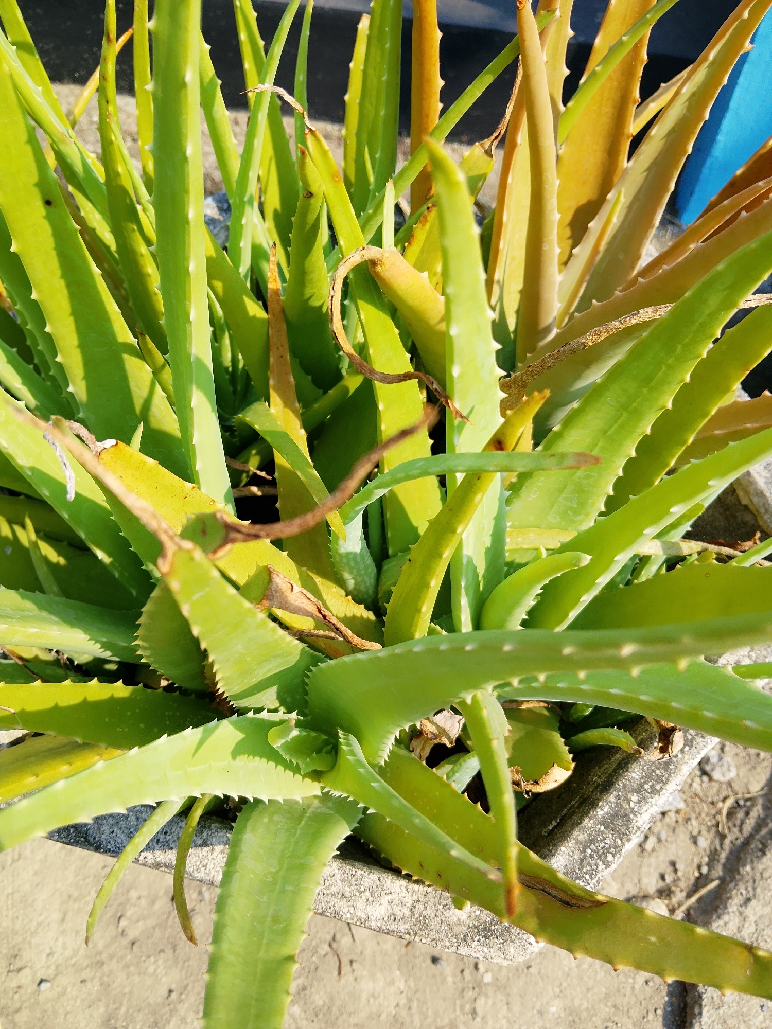 A close-up, overhead shot captures a vibrant aloe vera plant in a concrete planter. The succulent's thick, fleshy leaves are a healthy green, with a few older leaves exhibiting a yellowing hue. The spiky edges of the leaves are clearly visible, adding texture to the image. Sunlight illuminates the plant, casting subtle shadows and highlighting the dew drops on the leaves. The planter itself is made of rough, textured concrete, and the ground beneath appears to be a mix of sand and stone. The background is blurred, but a hint of blue suggests it could be a wall or a structure. The scene is one of natural beauty, with the aloe vera plant appearing to be thriving in its environment. The plant is located in Padangan, Indonesia.