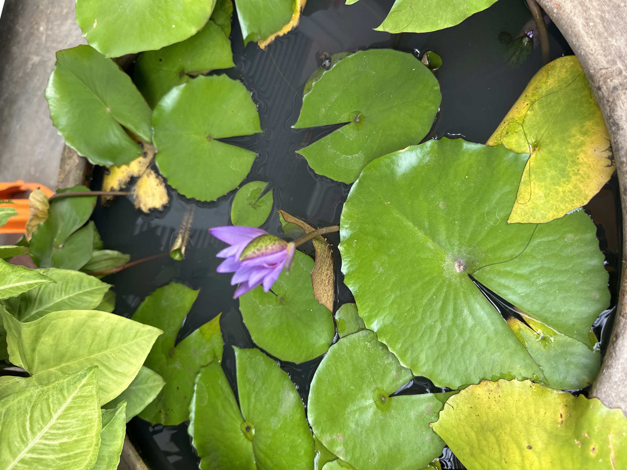 A top-down shot showcases a beautiful purple water lily in full bloom, centered among its large, flat green lily pads floating on dark water. The scene is contained within a large, textured pot, a portion of which is visible along the right edge. Some of the lily pads exhibit signs of age, with yellowing edges and a few spots, hinting at the natural life cycle of the plants. Alongside the lily pads, vibrant green foliage with white variegation is visible, adding another layer of texture and color to the composition. The water is still, reflecting the surrounding plants and creating a sense of tranquility. The lighting suggests it is daytime, with a soft, even illumination. The setting appears to be an outdoor environment, possibly a garden or a patio, given the presence of the pot and the natural plant life. The overall mood is serene and naturalistic. There is no visible text in the image.