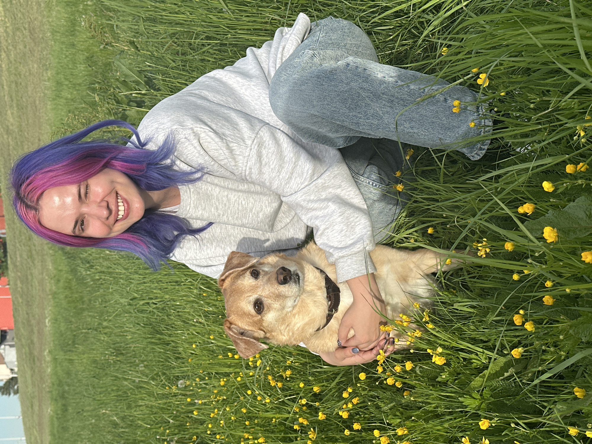 The photograph captures a joyful outdoor scene featuring a young woman and a dog in a vibrant, sun-drenched field. The woman, positioned in the foreground, is smiling broadly at the camera, revealing white teeth. She has distinctive long hair colored in shades of purple and pink. She is wearing a light grey hooded sweatshirt and light blue denim jeans, and her fingernails are painted in dark and light blue/grey tones, with a ring on her left index finger.
She is seen kneeling or sitting in lush green grass, which is generously dotted with numerous small yellow flowers, likely buttercups. Her hands are gently clasped around a light brown or tan-colored dog, which appears to be a mixed breed, possibly with Labrador features. The dog, wearing a dark collar, is lying down and looking up at the camera with a calm and content expression.
The setting is an expansive, open grassy area, bathed in bright natural light, indicating a clear daytime, likely morning or afternoon. In the background, further green fields stretch out, with faint outlines of distant buildings or structures visible, including a hint of a red-roofed building. The overall mood of the image is cheerful and affectionate, highlighting a pleasant interaction between the woman and her pet. No visible text is present in the image. The scene is located in the City of Zagreb, Croatia.