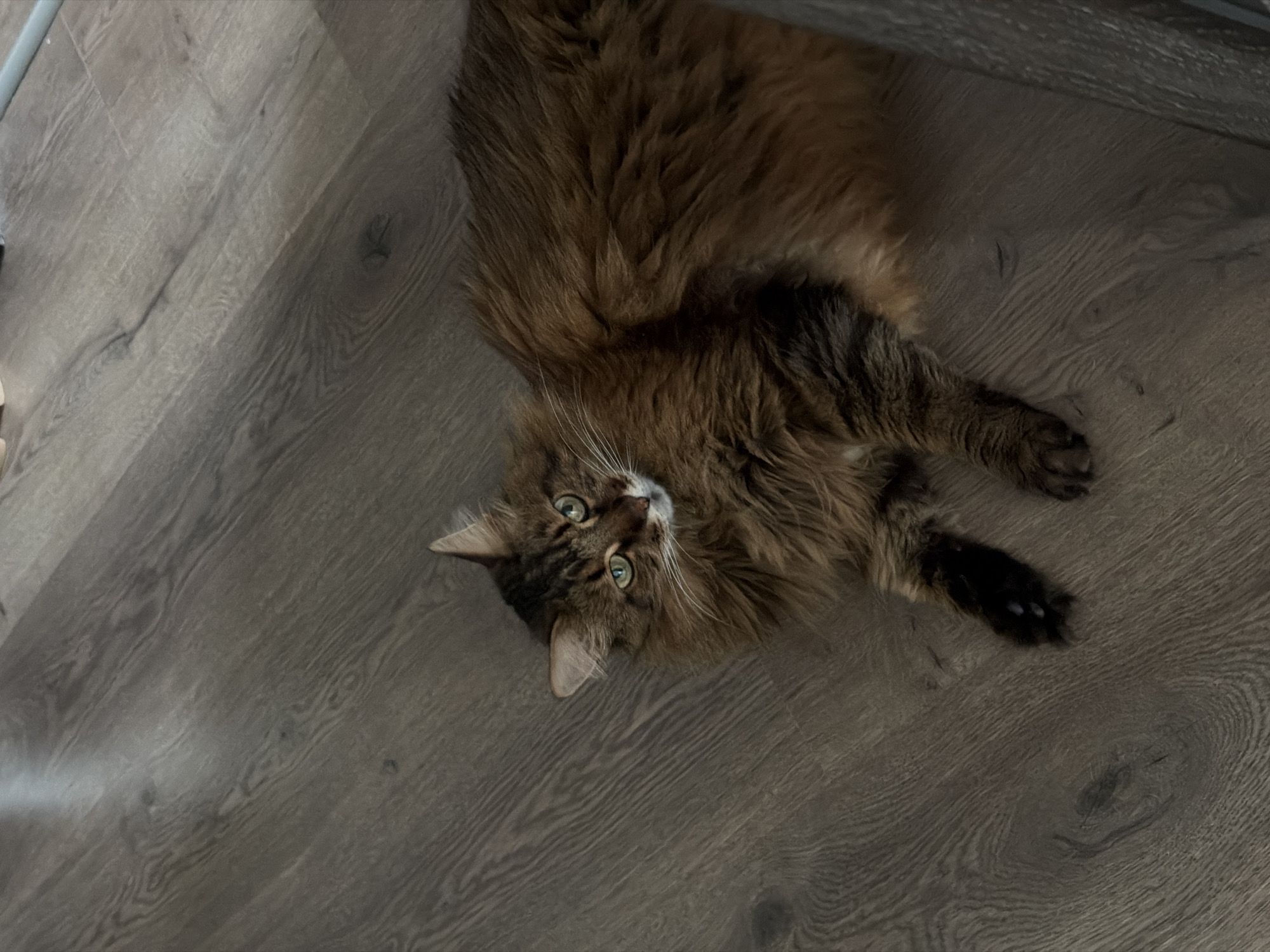 A medium-shot, high-angle photograph shows a long-haired, brown tabby cat lying on a dark wood-grained floor. The cat is positioned in the lower right quadrant of the frame, facing left and slightly upward. Its eyes are a vibrant green, and its ears are perked. The floor is a series of parallel planks with a distressed wood grain pattern. The lighting is soft and appears to come from overhead, casting subtle shadows. The image is devoid of any specific landmarks or contextual elements that would indicate a location in Kyiv, Ukraine, or any other city.