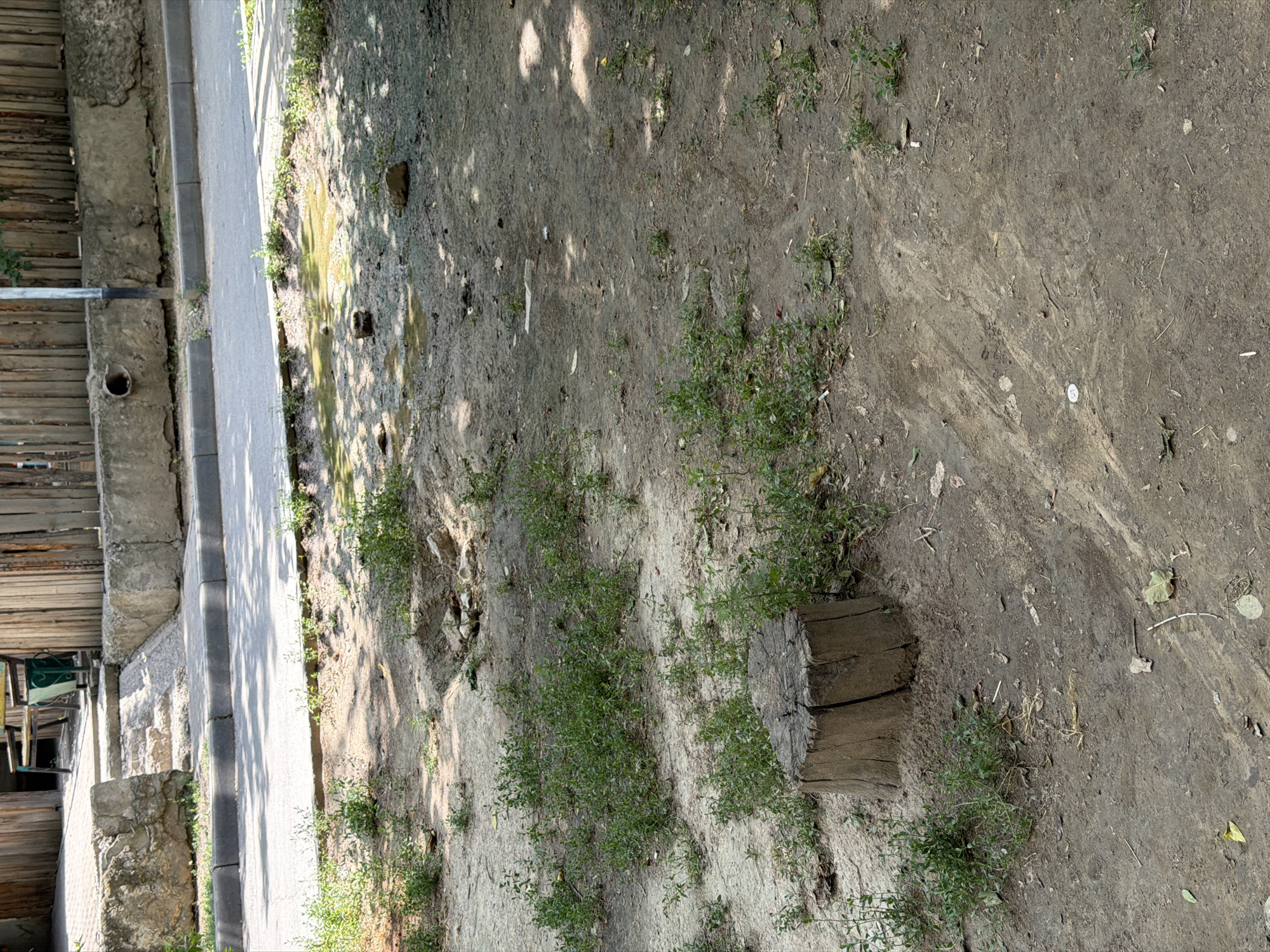 A ground-level, medium shot captures a scene of urban decay and neglect in Shymkent, Kazakhstan. In the foreground, a weathered tree stump sits amidst sparse, patchy greenery. The ground is predominantly dry, dusty earth, marked by faint tire tracks and scattered debris, including cigarette butts and leaves. Further back, a shallow puddle of murky water reflects the dappled sunlight filtering through overhead foliage, with several rocks submerged within it. Beyond the puddle, a concrete curb separates the unkempt ground from a paved road. The background reveals a weathered wooden fence, a concrete barrier, and a set of concrete stairs leading up to an area with a bench and what appears to be a trash receptacle. A drainpipe protrudes from the concrete barrier. The overall impression is one of an unmaintained public space, possibly a neglected park or alleyway on a sunny day.