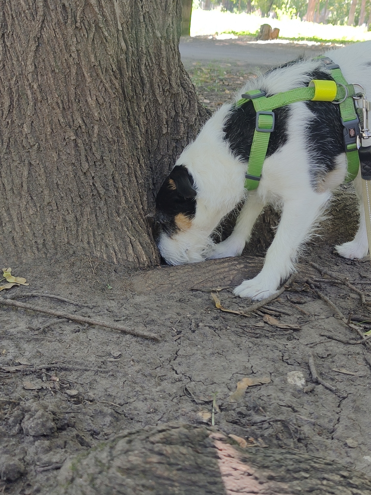 A white and black dog with a green harness is sniffing at the base of a large tree. The dog's head is mostly obscured by the tree trunk. The ground around the tree is covered in dry leaves and dirt. The background shows a park-like setting with trees and a path. The scene appears to be in a park in Chisinau, Moldova.