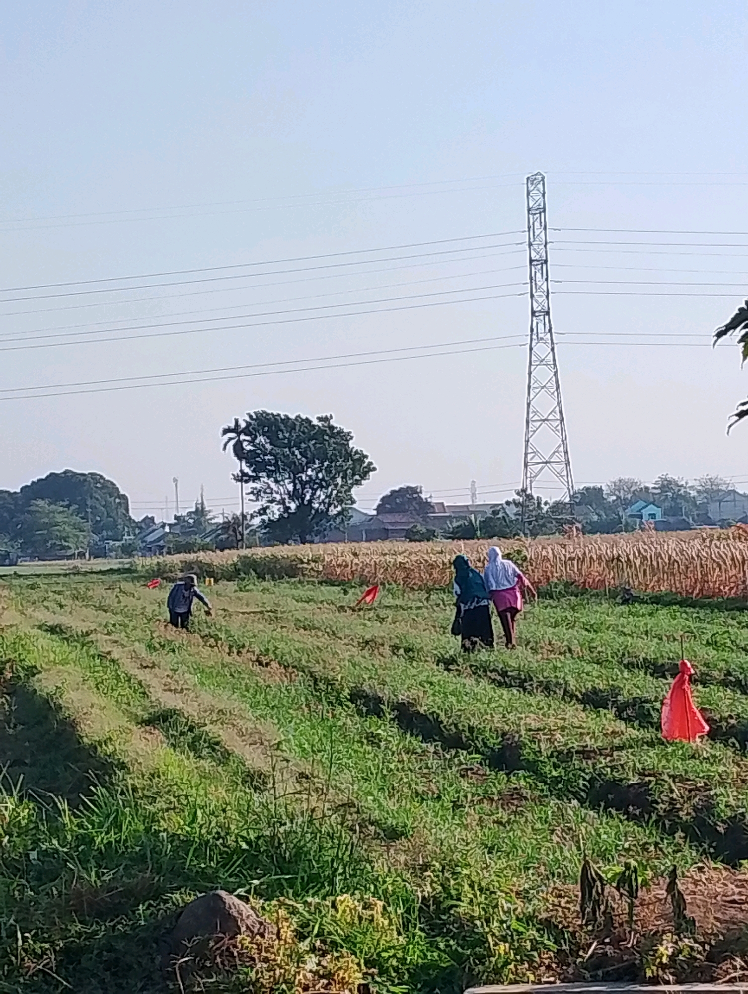 The image depicts a rural landscape in Probolinggo, Indonesia, under a clear, pale blue sky. In the foreground, a field of green crops stretches across the frame, with some areas appearing drier and more sparse. Several small red flags are visible, planted in the ground within the field, likely serving as markers or for pest deterrence.
In the mid-ground, three individuals are present. To the left, a person wearing dark clothing is bent over, appearing to be working in the field. Further to the right, two individuals wearing hijabs are walking together. One is wearing a dark hijab and dark clothing, while the other wears a light-colored hijab and a pink skirt. They are walking away from the camera, towards the right side of the frame. Behind them, a dense field of dry, golden-brown crops, possibly corn, extends across the landscape.
Dominating the background is a large, lattice-like electricity pylon, a stark contrast to the natural environment. Beyond the pylon and fields, a cluster of buildings is visible, suggesting a nearby village or settlement. Trees, some with distinct palm-like fronds, are scattered throughout the scene. The overall impression is of agricultural activity in a semi-rural area within Probolinggo, Indonesia.