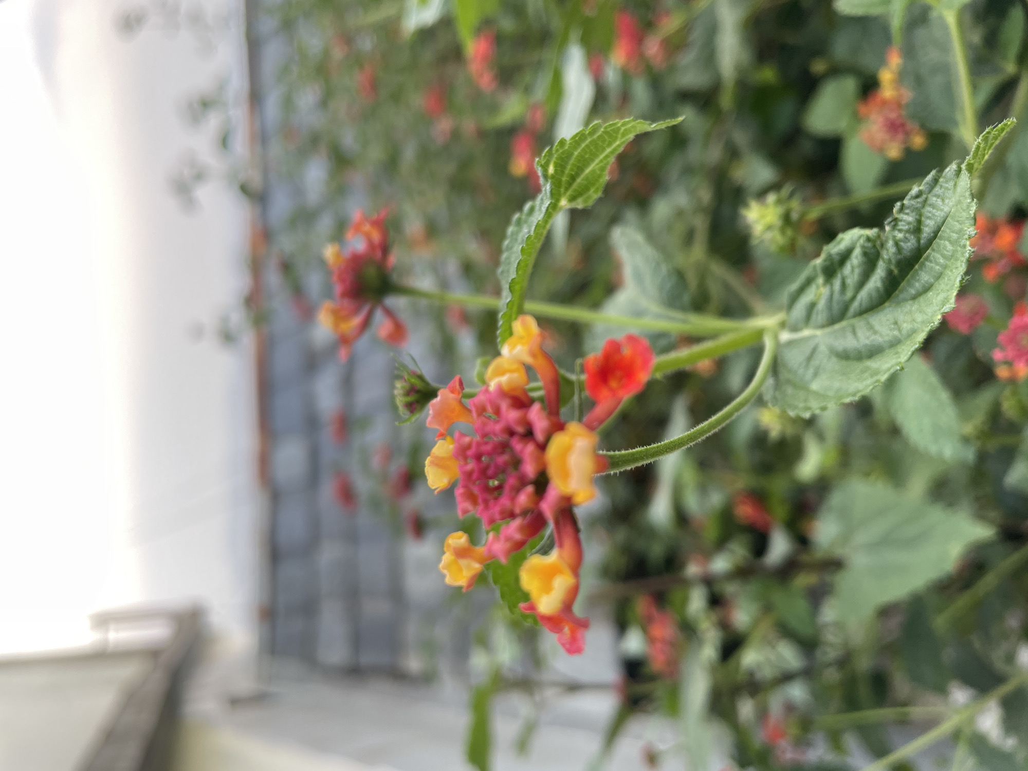The image features a close-up shot of a lantana plant with vibrant, multi-colored flowers in a combination of red, orange, and yellow hues. The green leaves of the plant are textured and slightly serrated along the edges. The background appears to be a blurred exterior setting, possibly a building or other foliage. Specific location in Dharamshala, India is indiscernible. No people, actions, or interactions are visible in the image.