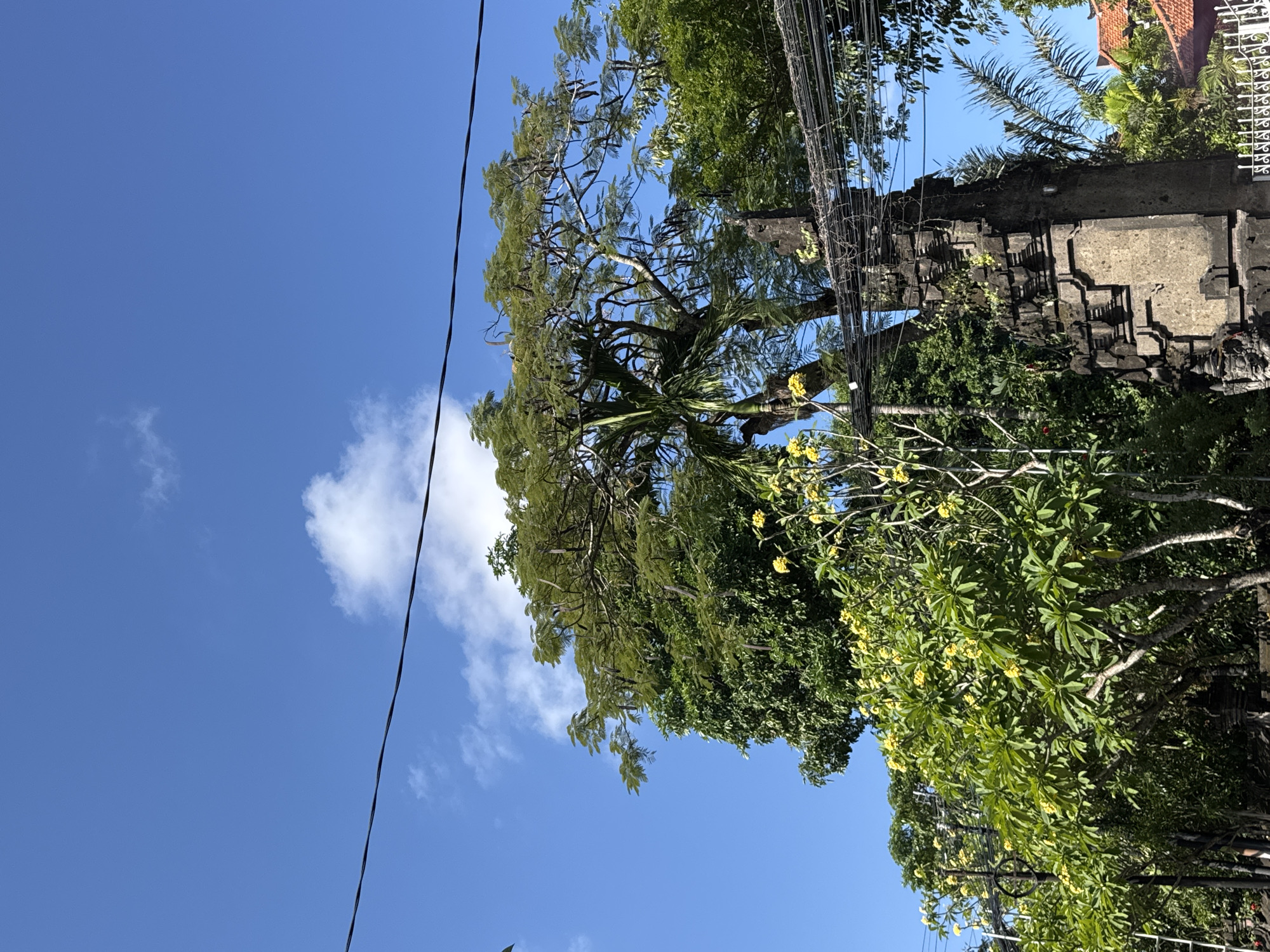 In North Kuta, Indonesia, a clear blue sky with scattered clouds forms the backdrop for lush green foliage and an ornate stone structure. A large tree with feathery leaves and long seed pods dominates the center of the frame, its branches reaching towards the sky. To the left, a smaller palm tree peeks out from behind the larger tree. In the foreground, a dense cluster of trees with vibrant yellow flowers adds a splash of color to the scene. A weathered, intricately carved stone archway stands to the right, partially obscured by vines and vegetation. Power lines crisscross the sky above the trees and the archway, hinting at the presence of nearby infrastructure. The overall impression is one of a tropical environment, with a blend of natural beauty and man-made elements.