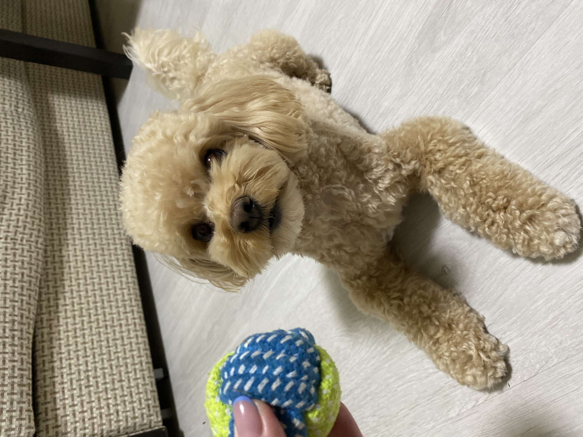 A light-colored poodle lies on its back on a pale wooden floor. Its front paws are splayed above its head, and its hind legs are bent at the knees. The dog is looking up at the camera with dark eyes and a slight smile. In the foreground, a hand with light pink fingernails holds a colorful dog toy, a ball with alternating sections of bright blue and neon yellow. The background is partially visible, showing a dark metal frame and a textured, beige fabric, possibly a piece of furniture. The lighting suggests an indoor setting, possibly during the day due to the brightness. The dog appears relaxed and engaged, likely anticipating playing with the toy. There is no visible text in the image.