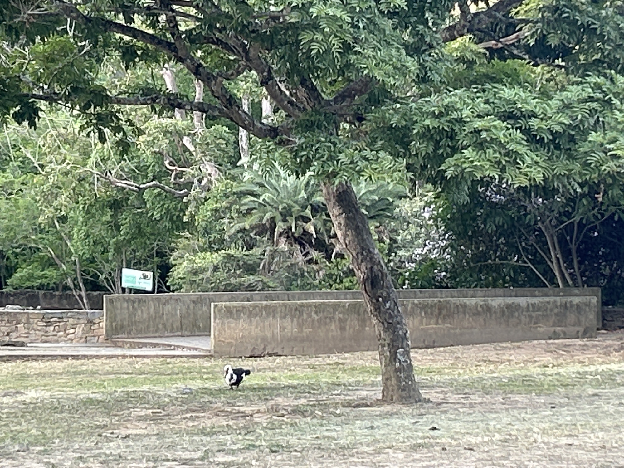 Here is a detailed description of the image:
The image shows a park scene in Caracas, Venezuela. A tree with a leaning trunk is situated in the foreground to the right, partially obscuring the view. In the midground, there's a concrete structure with a low wall, possibly a retaining wall or part of a park feature. Behind it, dense greenery suggests a wooded area with various trees and plant life. A sign is visible on the left side of the concrete structure. On the grass in front of the tree, a black and white bird is visible. The ground is covered with short grass and some bare patches. The overall atmosphere is one of a peaceful, natural setting within a city environment.