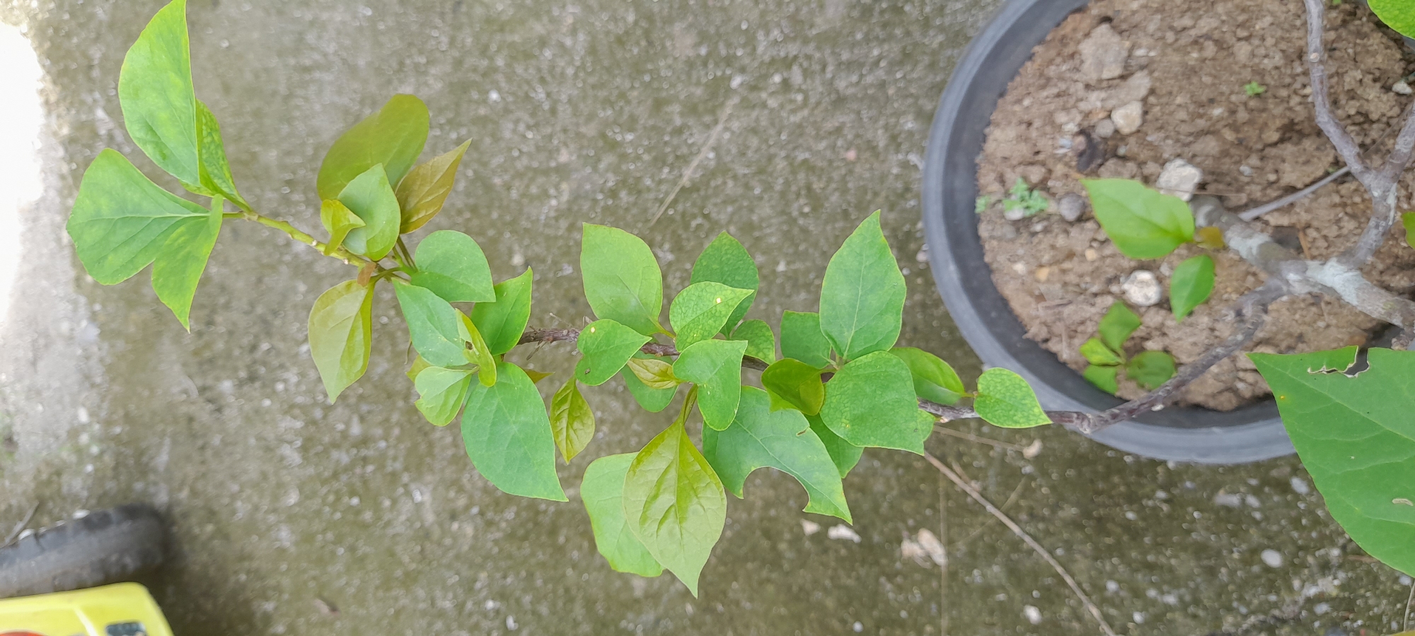 The scene appears to be outdoors in Buketteukuh, Indonesia. The primary subject is a potted plant with green leaves and a brown stem, located in a black pot filled with soil. The plant is set on a concrete surface. Some leaves show signs of insect damage. There are no people visible in the frame.