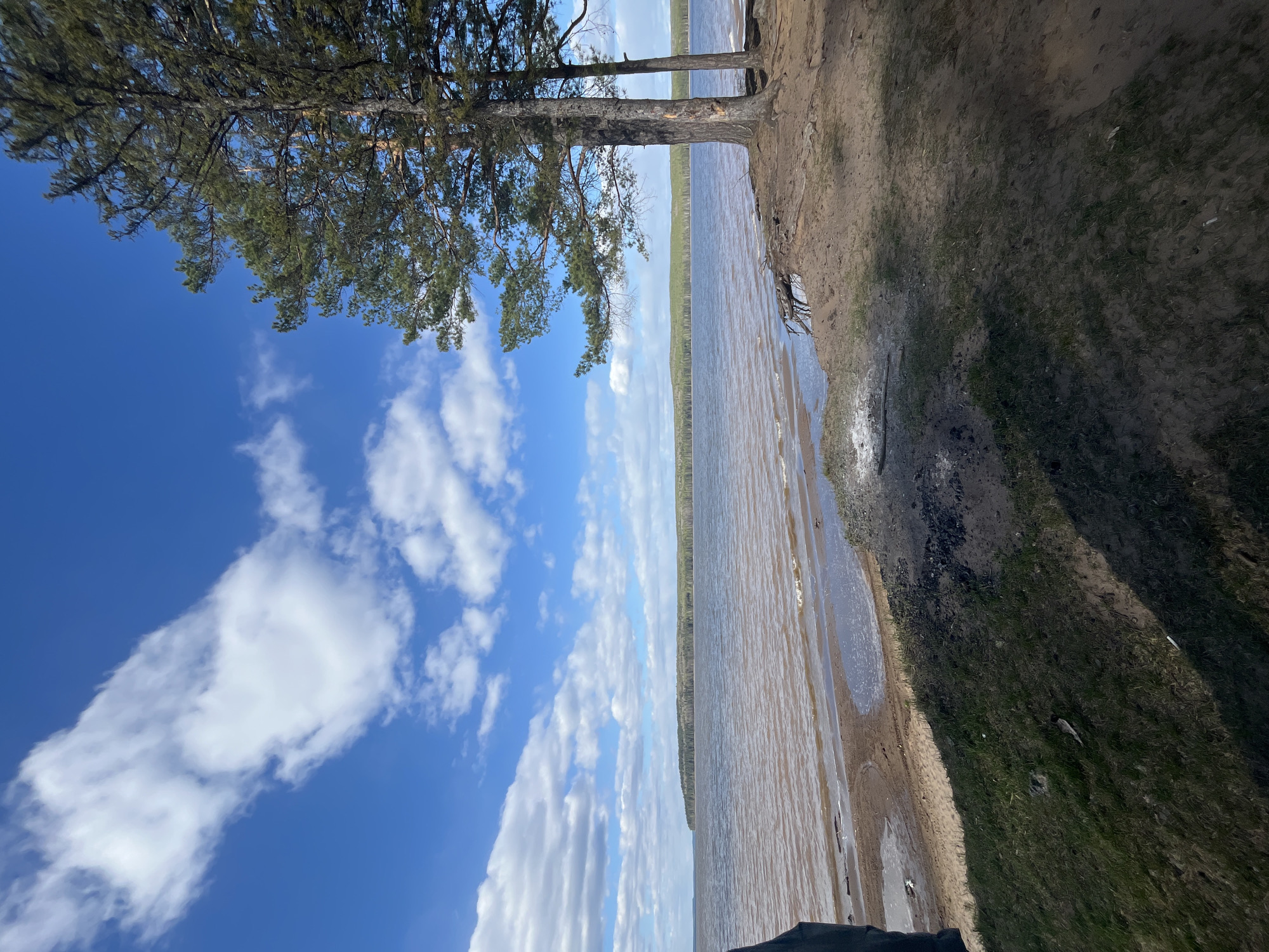 The image depicts a lakeside scene with a sandy shoreline fringed with grass. Several pine trees are rooted on the edge of the shore, their branches extending towards a sky filled with scattered white clouds against a blue expanse. The water stretches towards a distant treeline on the opposite shore. The photograph was likely taken at the city of Chaikovsky, Russia. No people are visible.