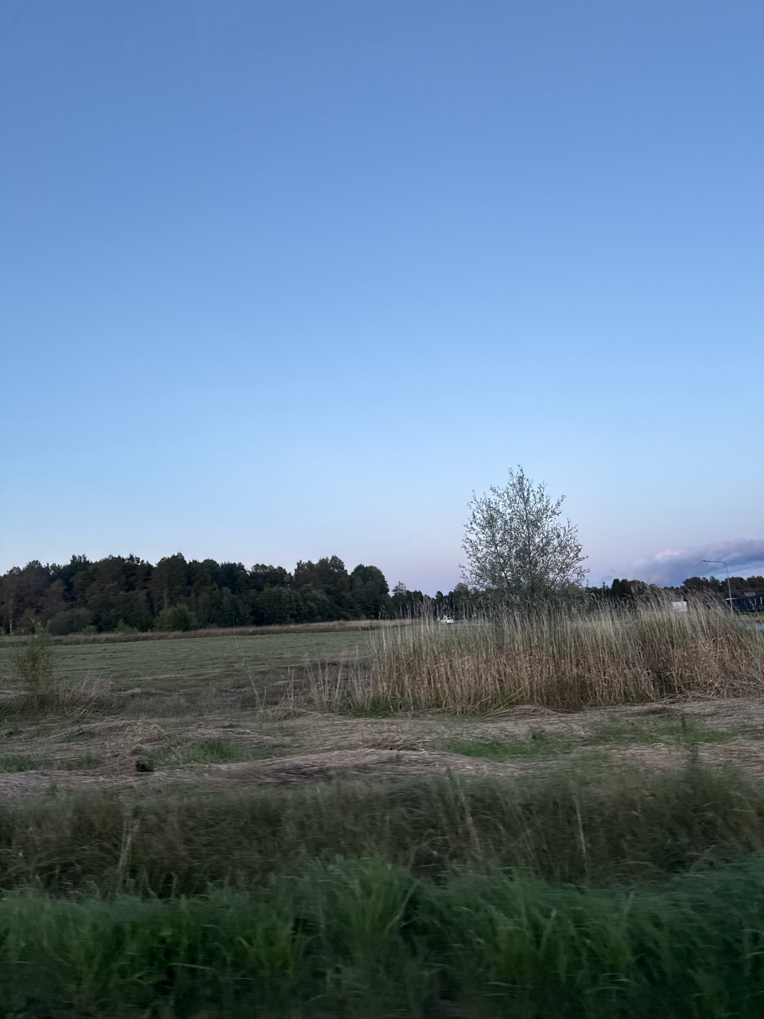 The image depicts a rural landscape under a pale blue sky, likely during twilight. In the foreground, tall, dry grasses and reeds are visible, with some patches of green grass lower down. Beyond this, a field is seen, with evidence of recent harvesting or mowing, indicated by scattered hay or cut vegetation. A line of dark green trees forms a dense forest in the middle ground, stretching across the horizon. To the right of the trees, a solitary, slender tree with light-colored foliage stands out. In the distance, there are hints of structures and possibly a road, obscured by the vegetation and distance. The overall impression is one of a serene, natural environment, characteristic of the outskirts of a rural area like Alliku, Estonia. There are no people or animals visible in the frame.