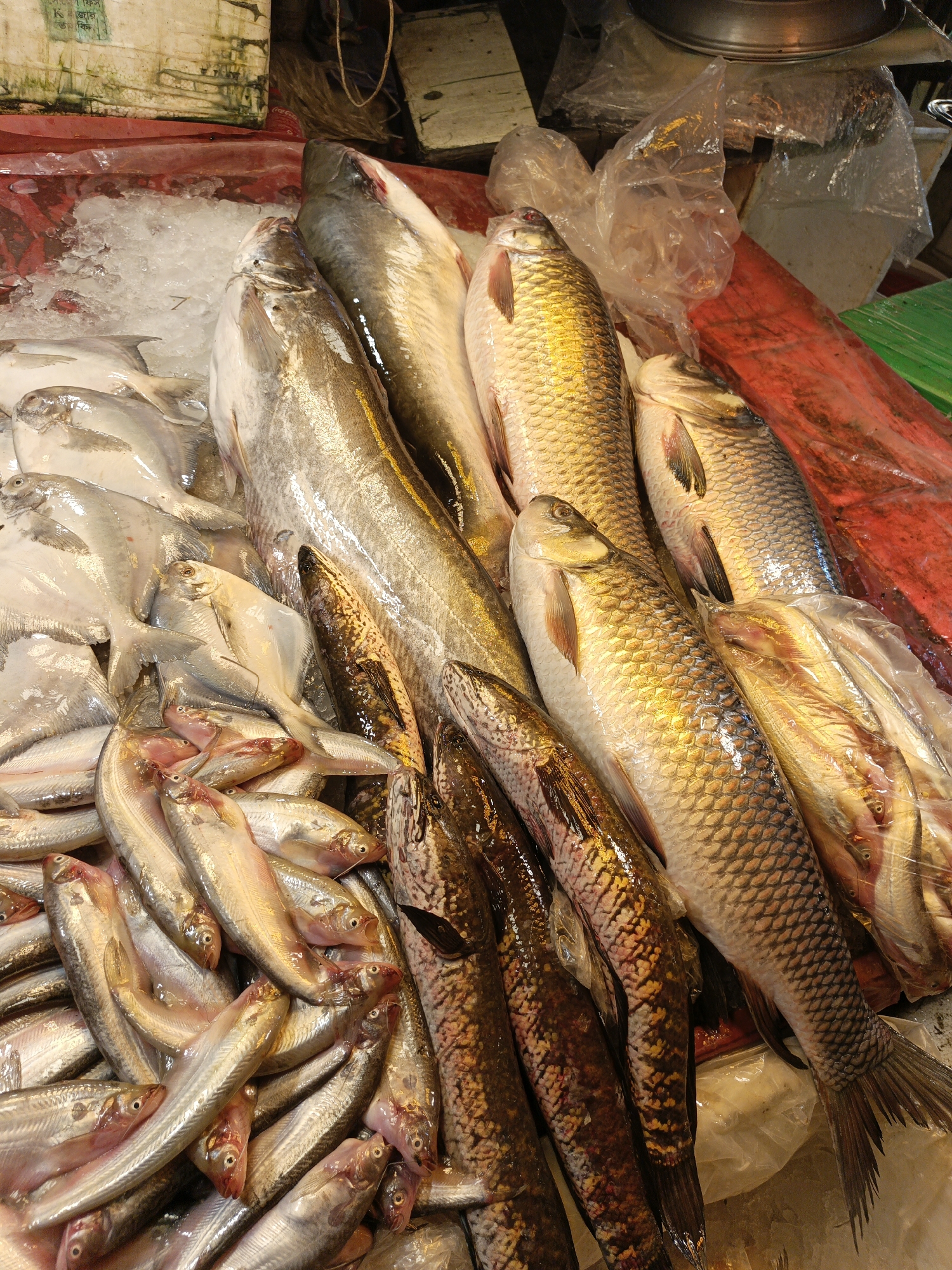 This image shows a variety of fish for sale at a fish market in Dhaka, Bangladesh.
The selection of fish include silver pomfret, catfish, rohu, and ribbonfish. Some fish are laid on a red surface with ice to keep them fresh. Some of the ribbonfish are packed in clear plastic bags.