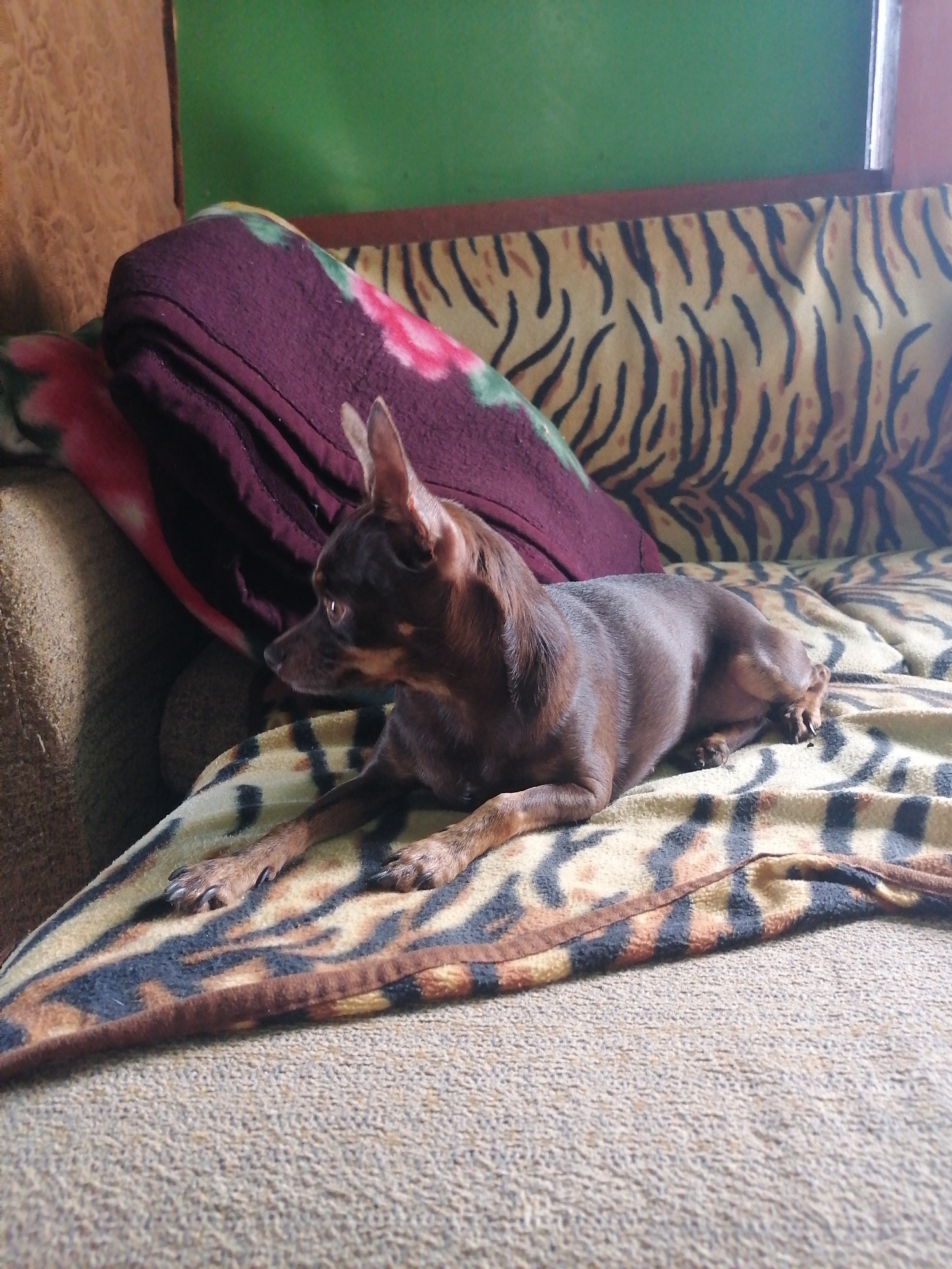 A small, brown dog lies on a couch covered with a blanket featuring a tiger print. The dog is positioned on its side, facing left, with its head turned to the right. Behind the dog, a folded burgundy blanket with a floral pattern is visible. The couch itself appears to be a sectional sofa. The background includes a green wall and a portion of a wall with a textured brown finish. The scene suggests an indoor setting, likely a living room in a residential dwelling within Novopokrovka, Russia.