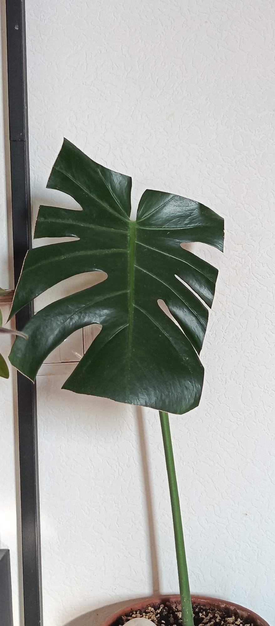 A single, dark green monstera leaf is the primary subject of the image. The leaf is partially unfurled, displaying characteristic splits and holes. It is attached to a slender, green stem that extends downwards out of the frame. A dark, vertical metal bar is visible on the left side of the image, and behind the leaf, a textured white wall serves as the background. The bottom of the image shows a terra cotta pot filled with soil and small pebbles, suggesting the plant is in a pot. The scene appears to be indoors, with no specific urban or natural elements visible to indicate a location within Bugry, Russia, or any other city. The lighting is neutral, casting faint shadows.