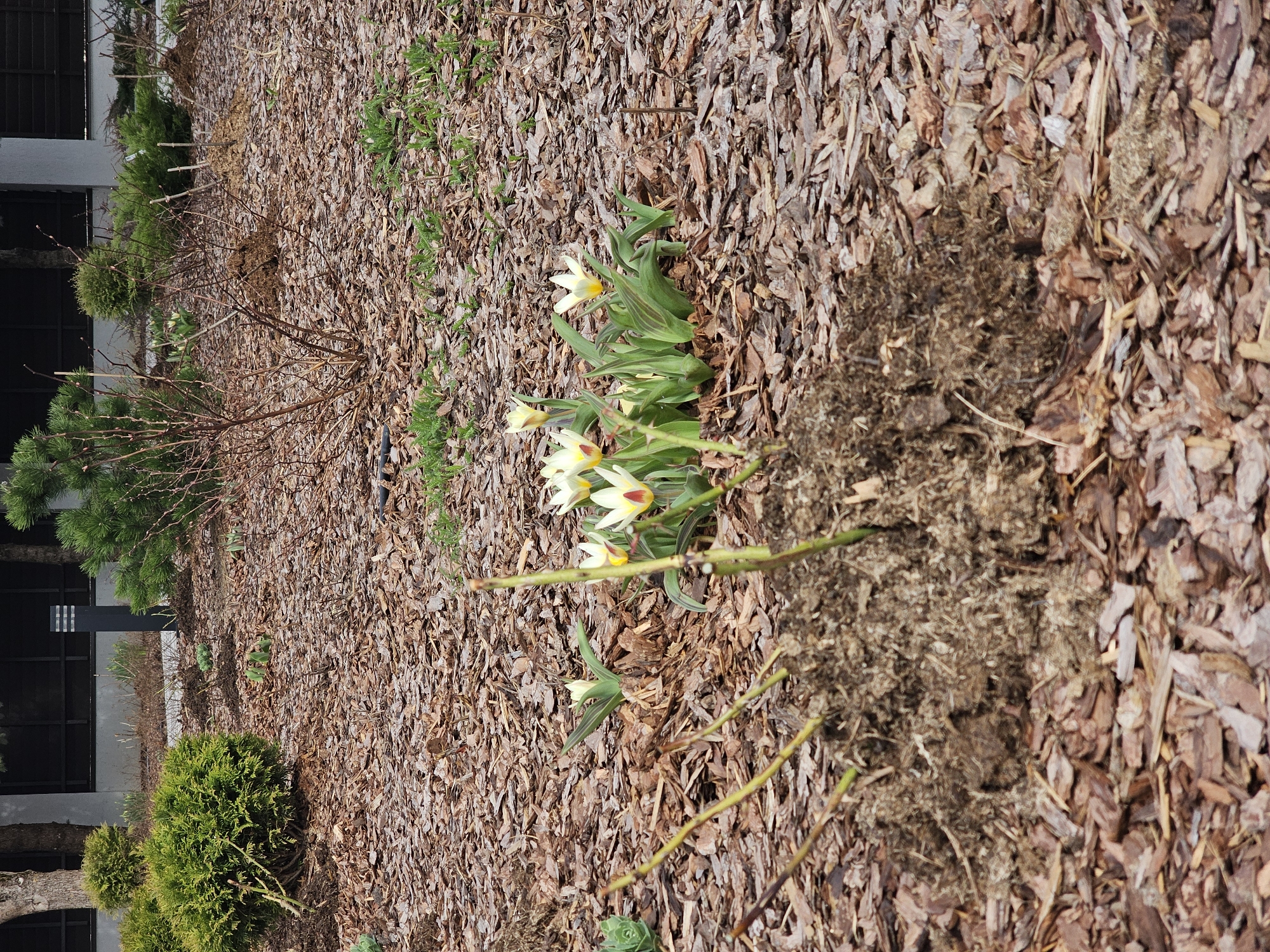The image shows a garden bed in Berezhka Snt (Krasnogorsk district), Russia. The ground is covered in wood chip mulch. There are several small evergreen shrubs, some bare branches of a plant, and a cluster of yellow and white tulips with green leaves. The garden bed borders a building with dark windows and a light-colored wall.